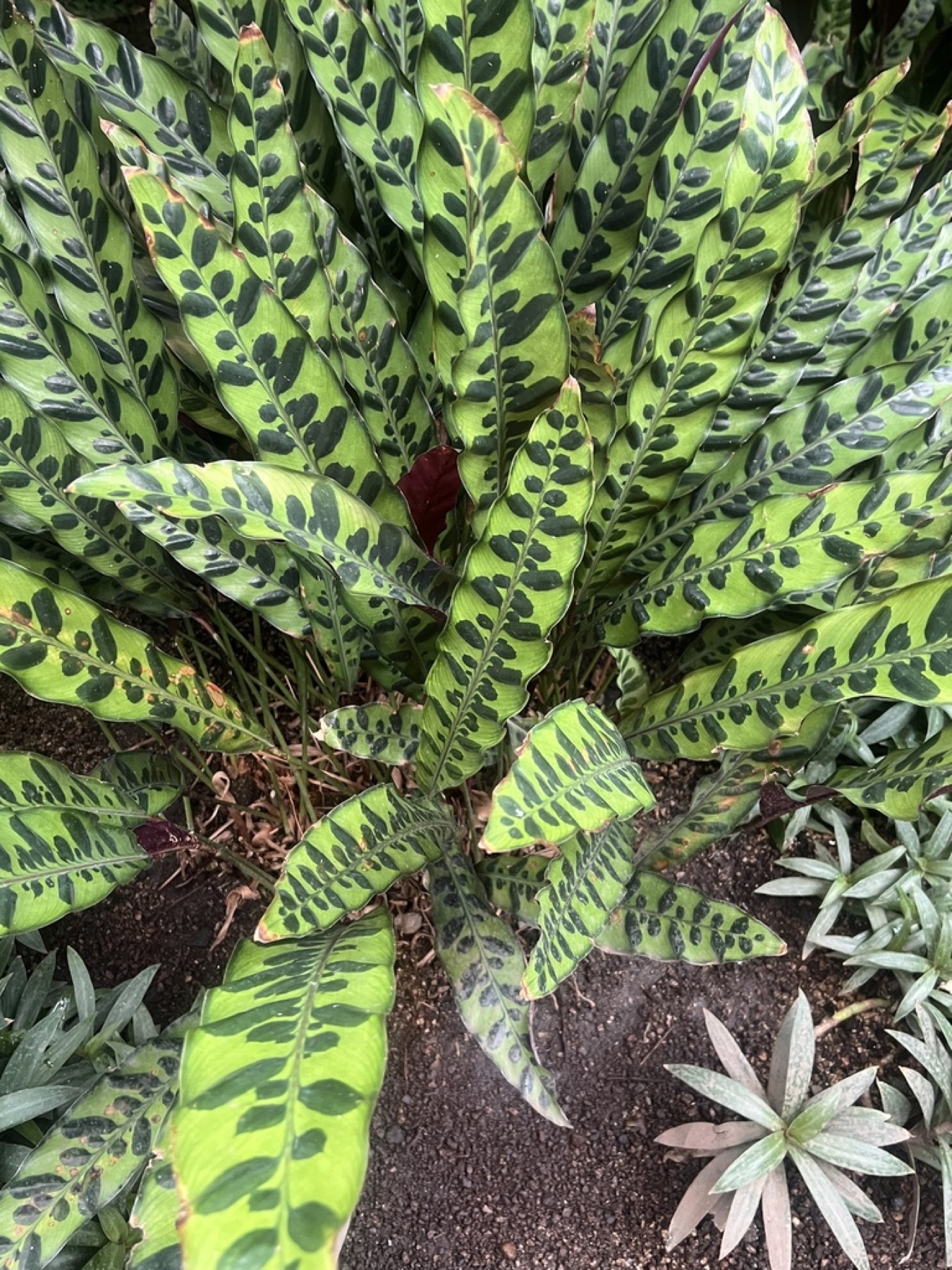 Rattlesnake Plant — photo 20