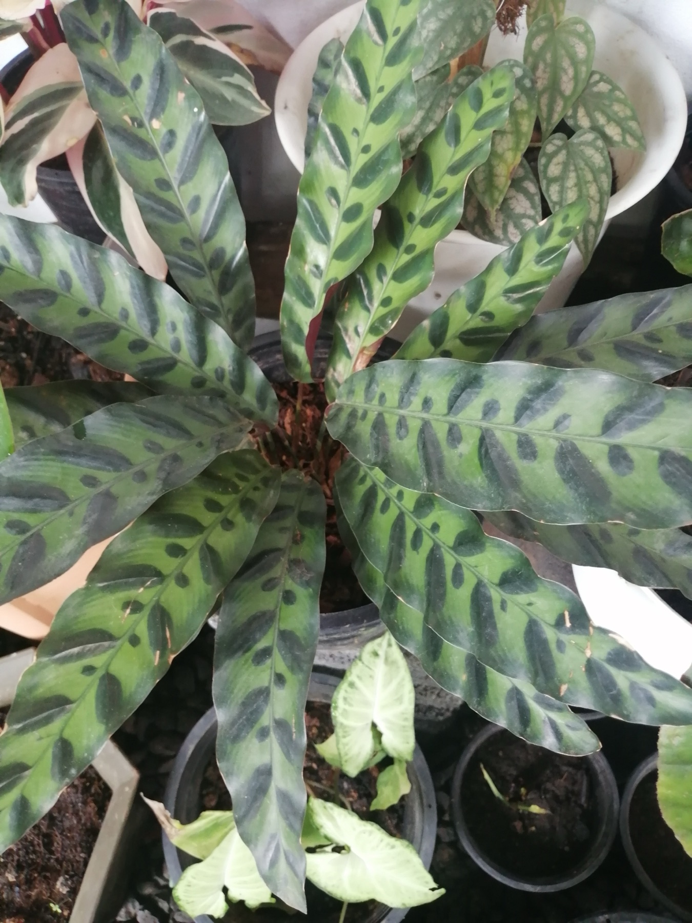 Rattlesnake Plant — photo 21