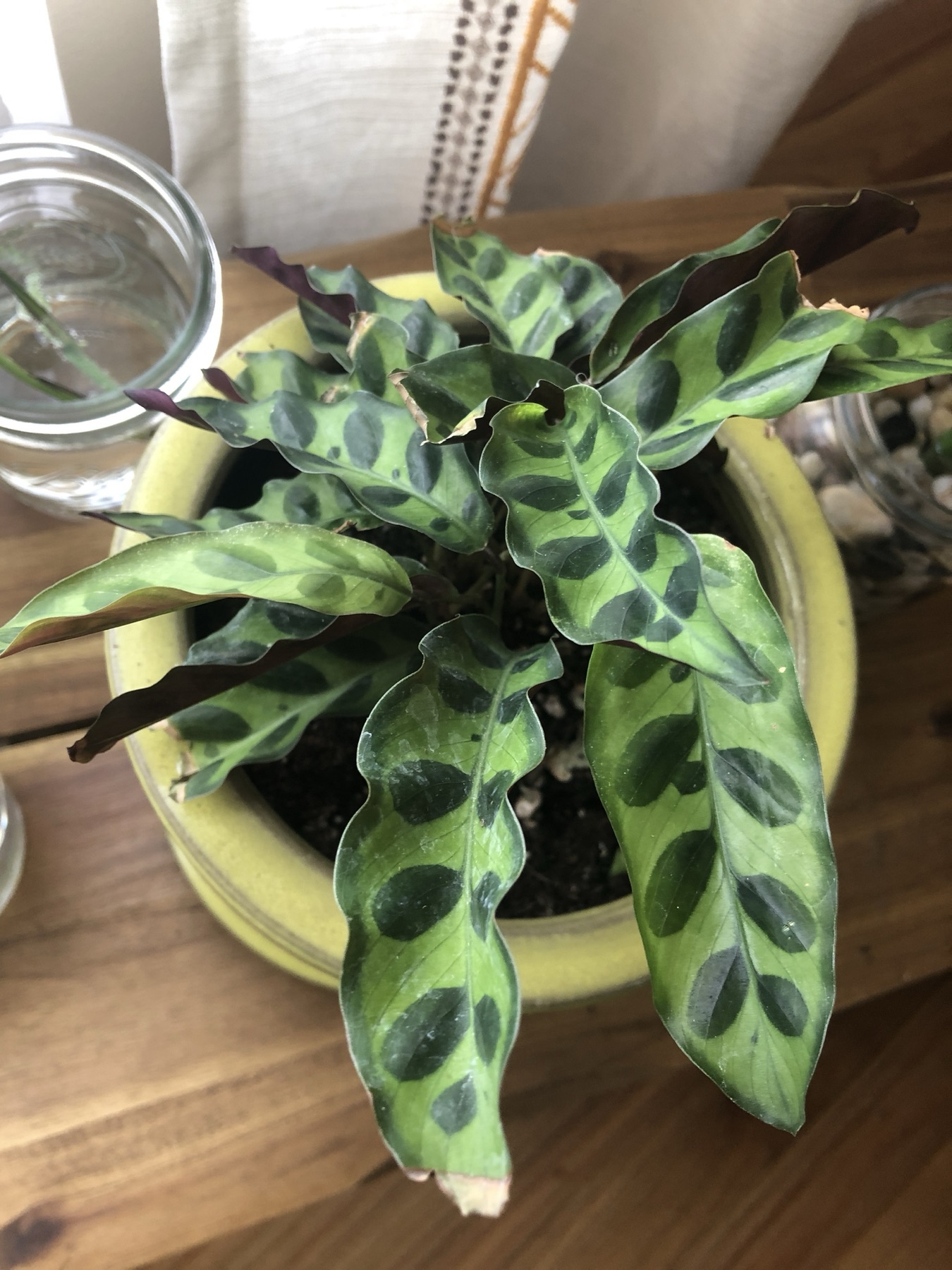 Rattlesnake Plant — photo 22