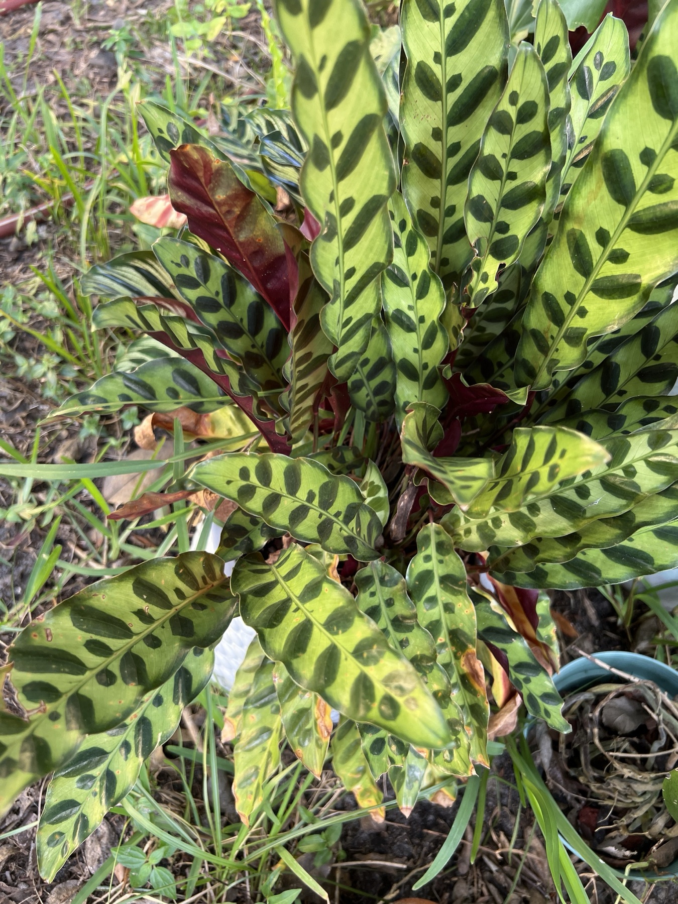 Rattlesnake Plant — photo 23
