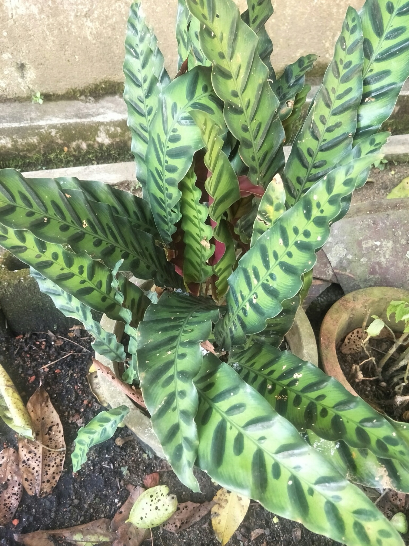 Rattlesnake Plant — photo 24