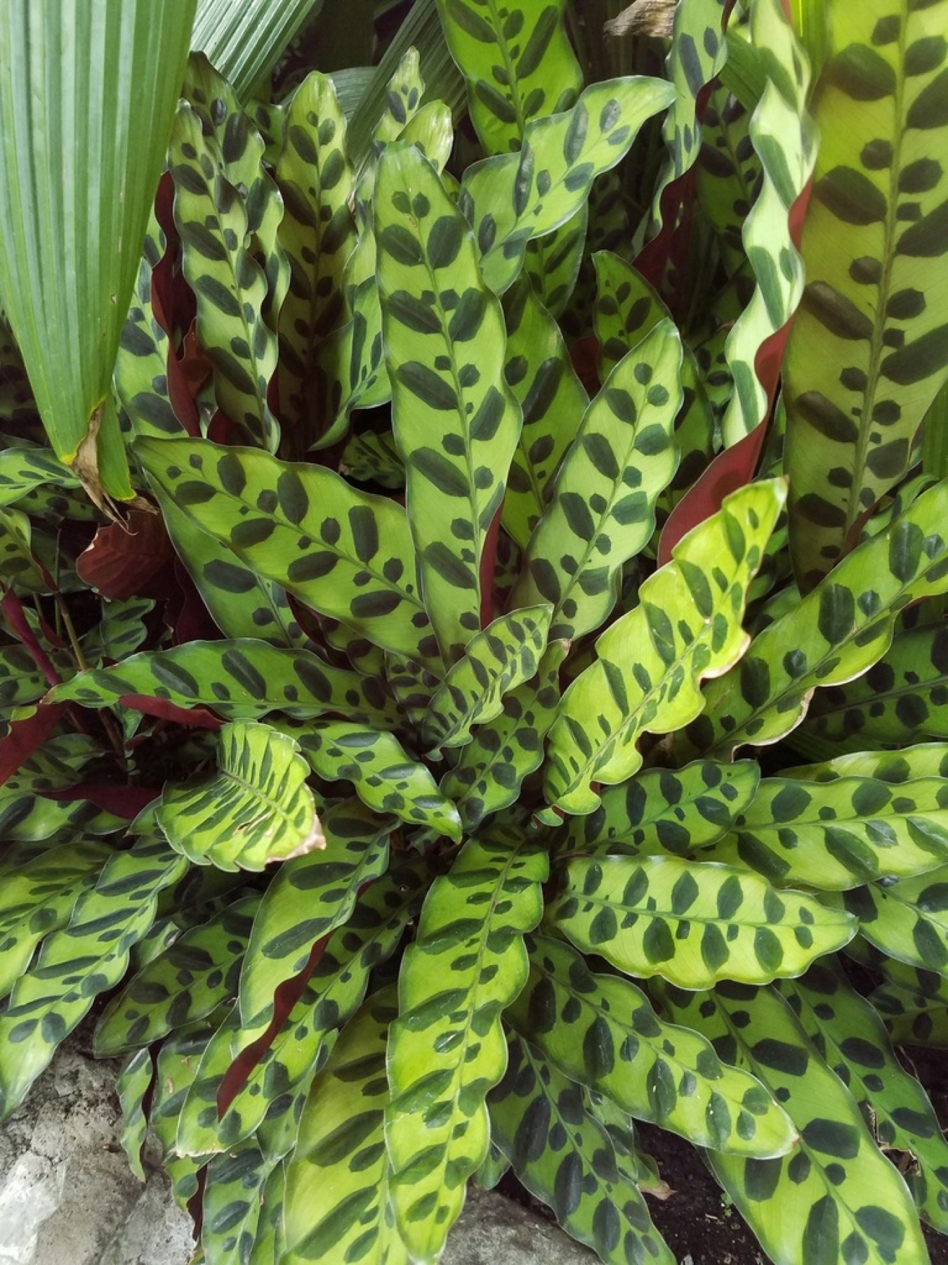 Rattlesnake Plant — photo 1