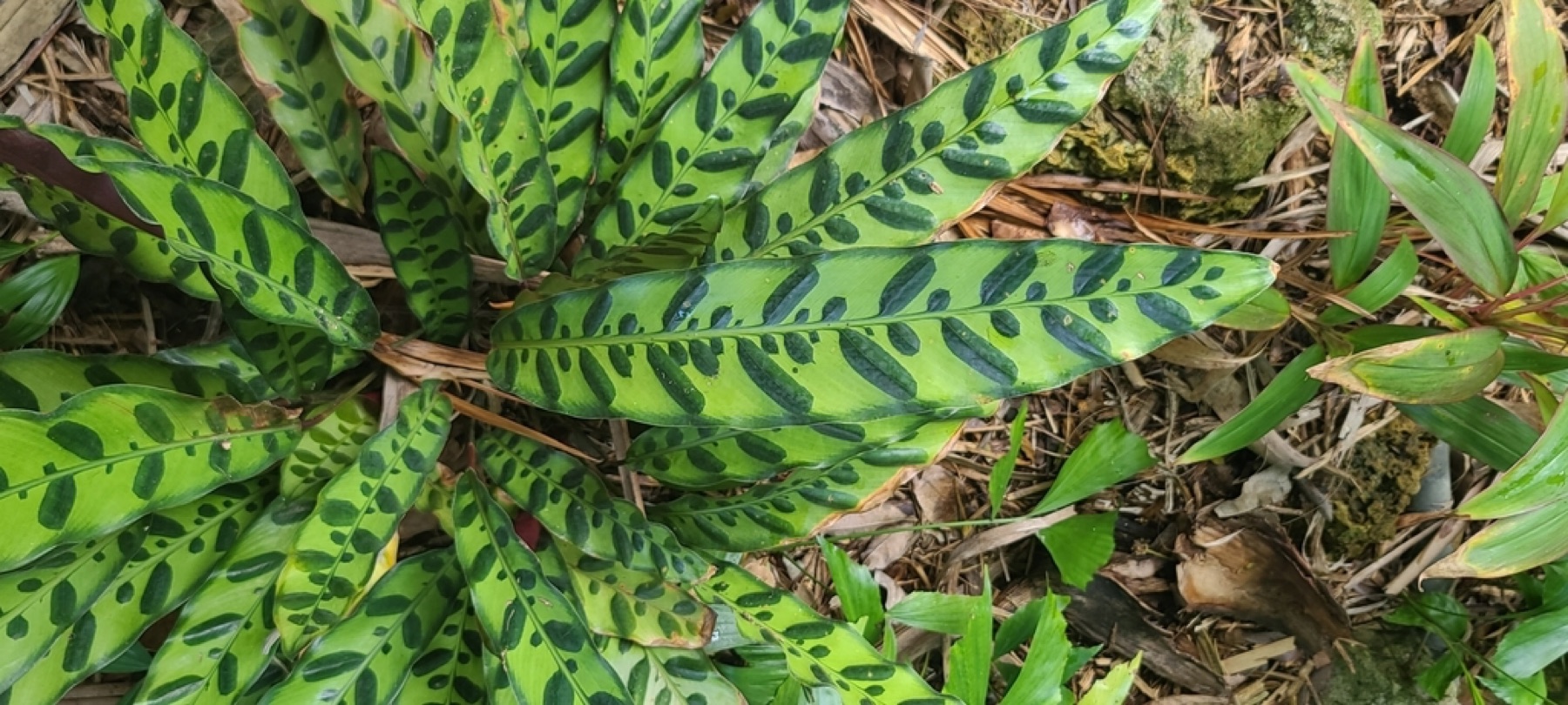 Rattlesnake Plant — photo 2