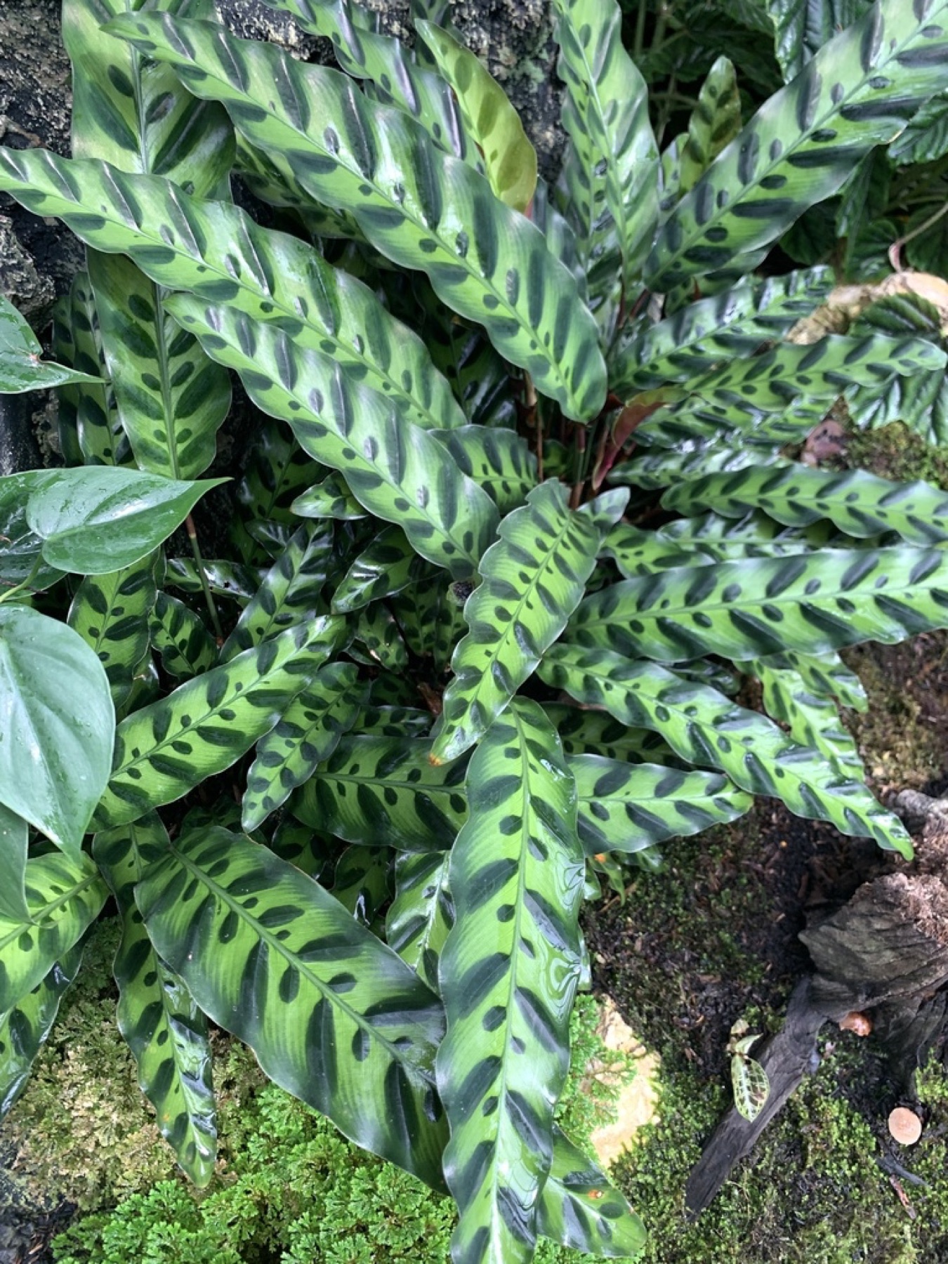 Rattlesnake Plant — photo 3