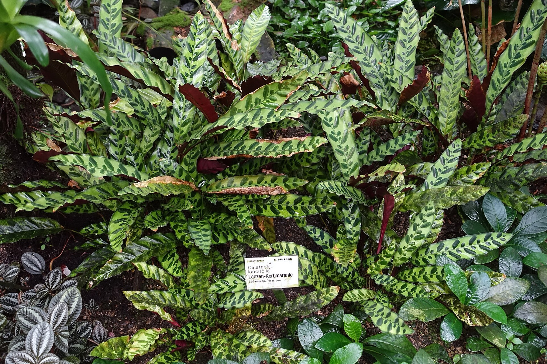 Rattlesnake Plant — photo 4