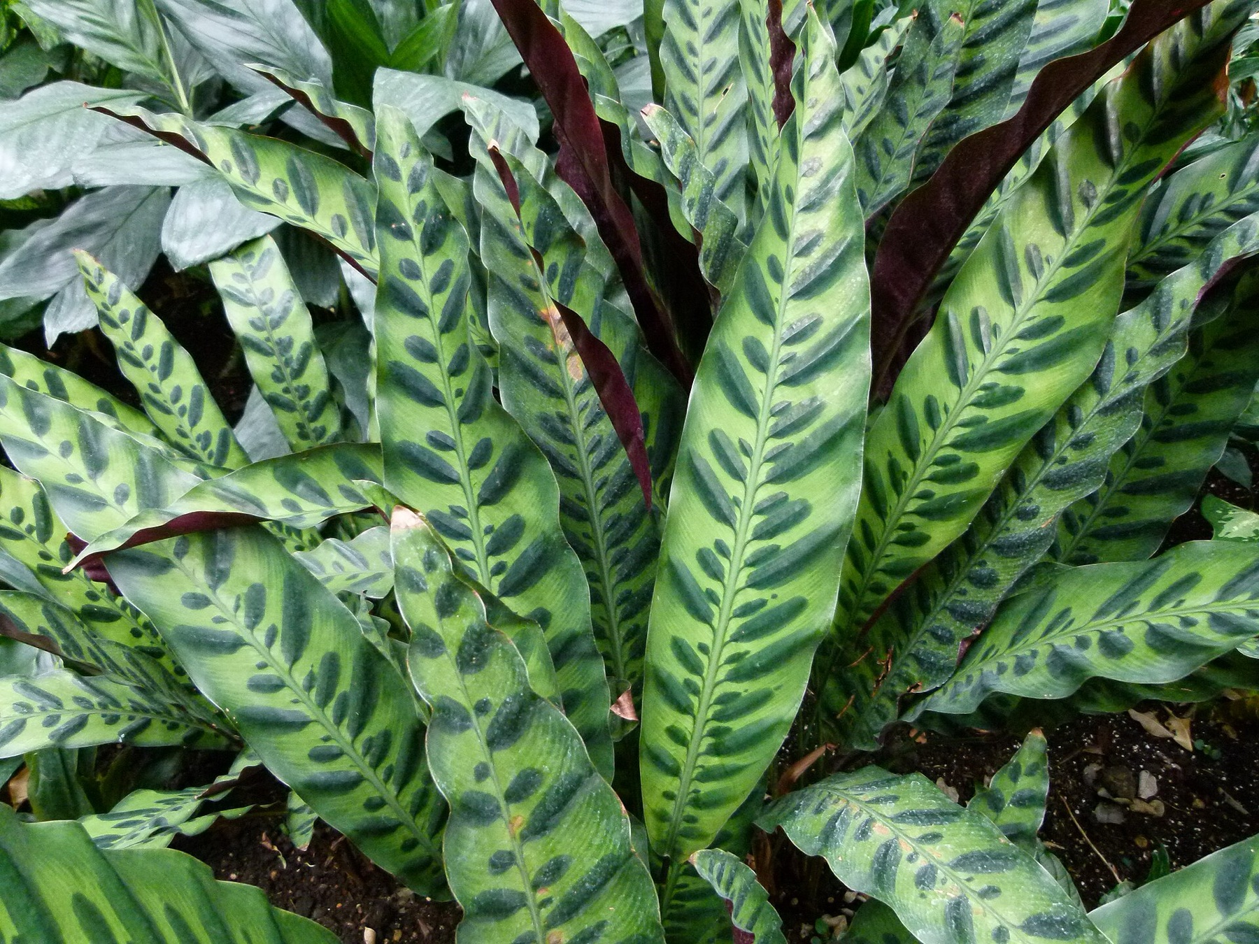 Rattlesnake Plant — photo 5