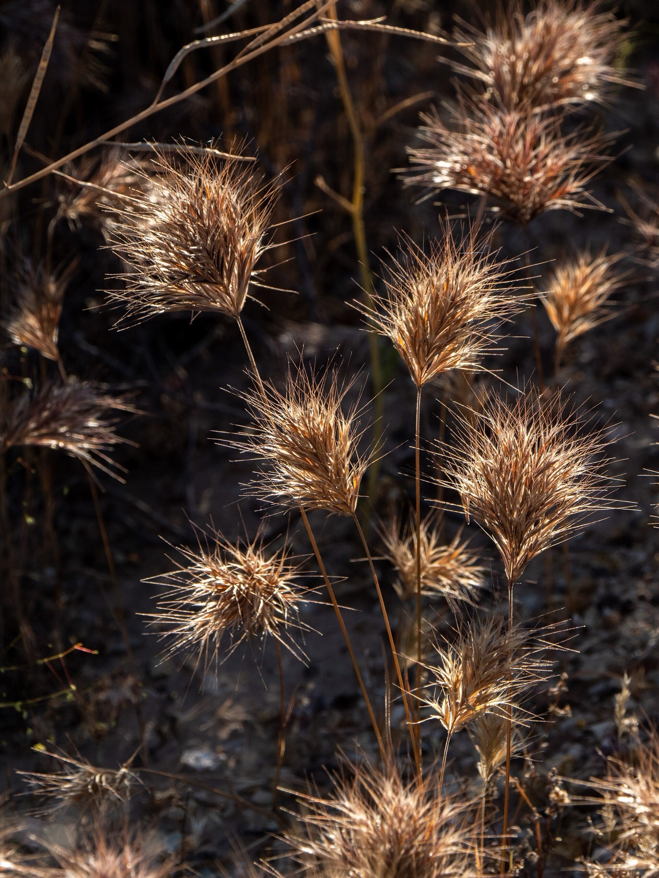Red Brome — photo 6