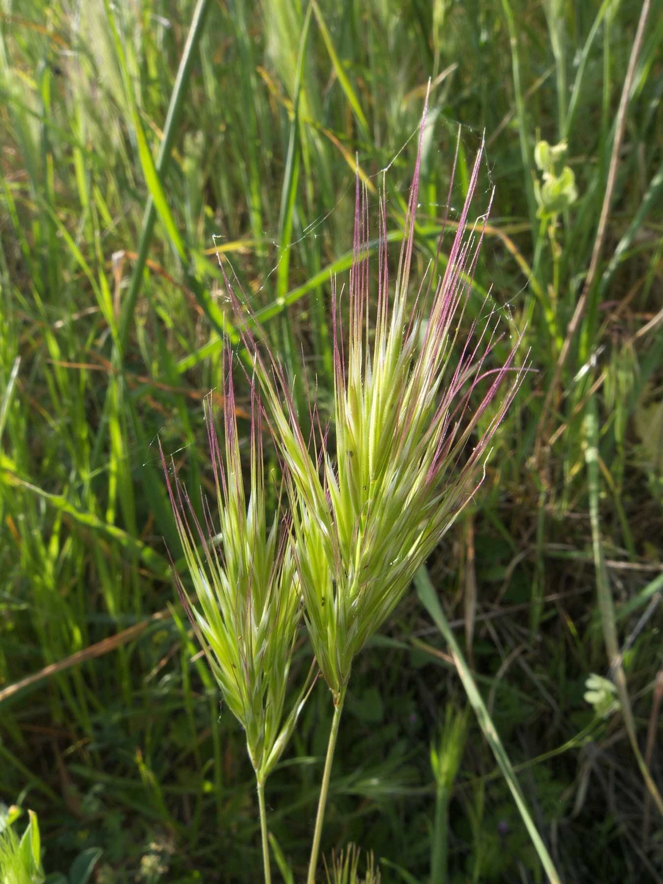 Red Brome — photo 8