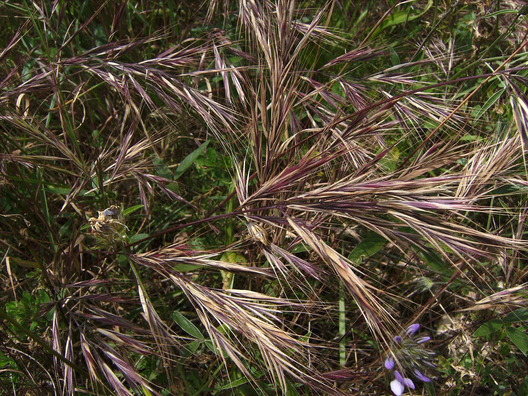 Red Brome — photo 10