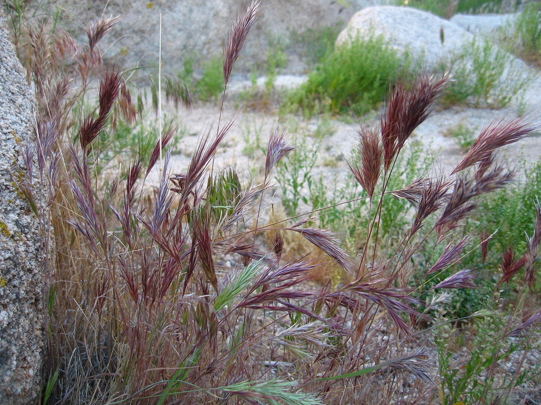 Red Brome — photo 11