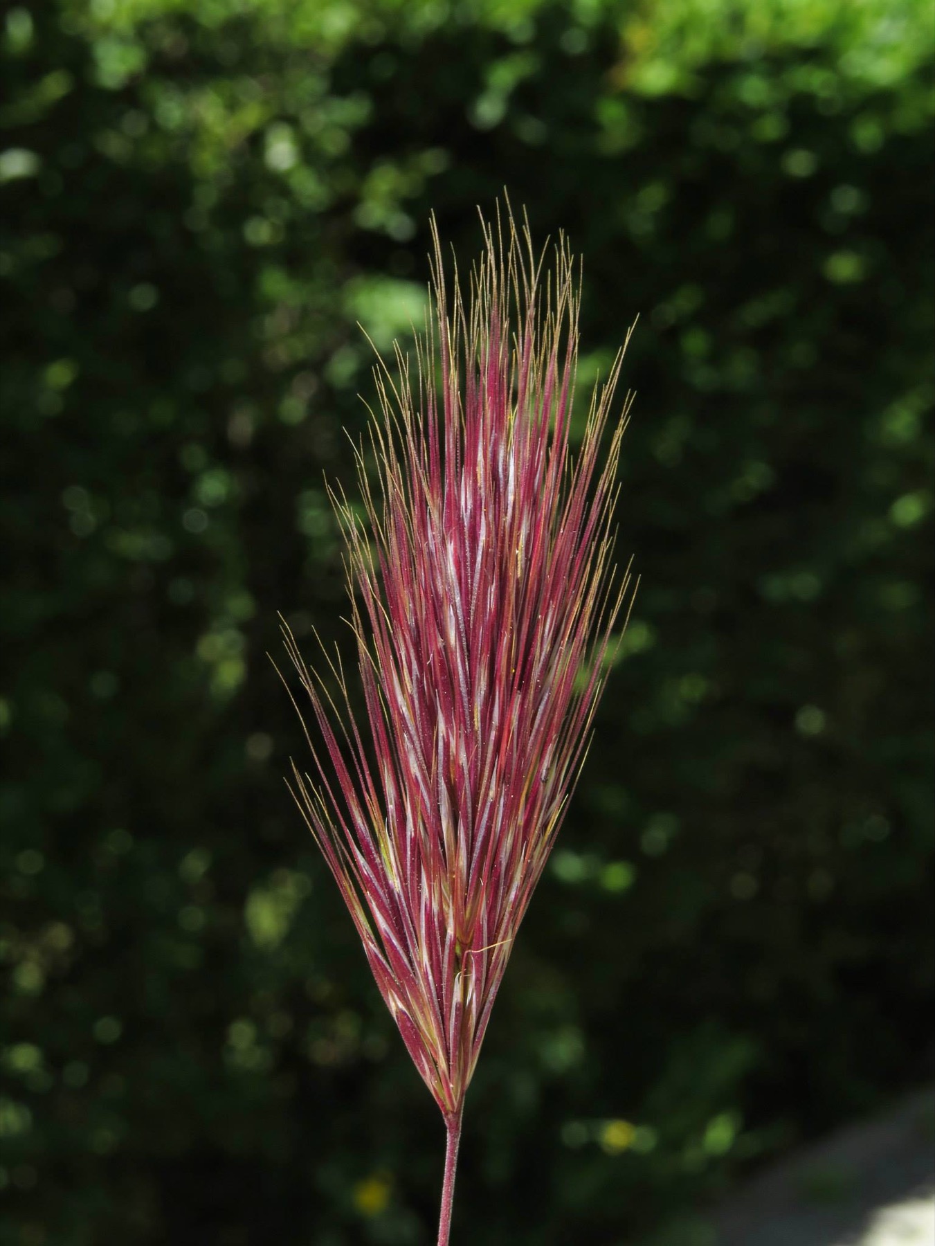 Red Brome — photo 12