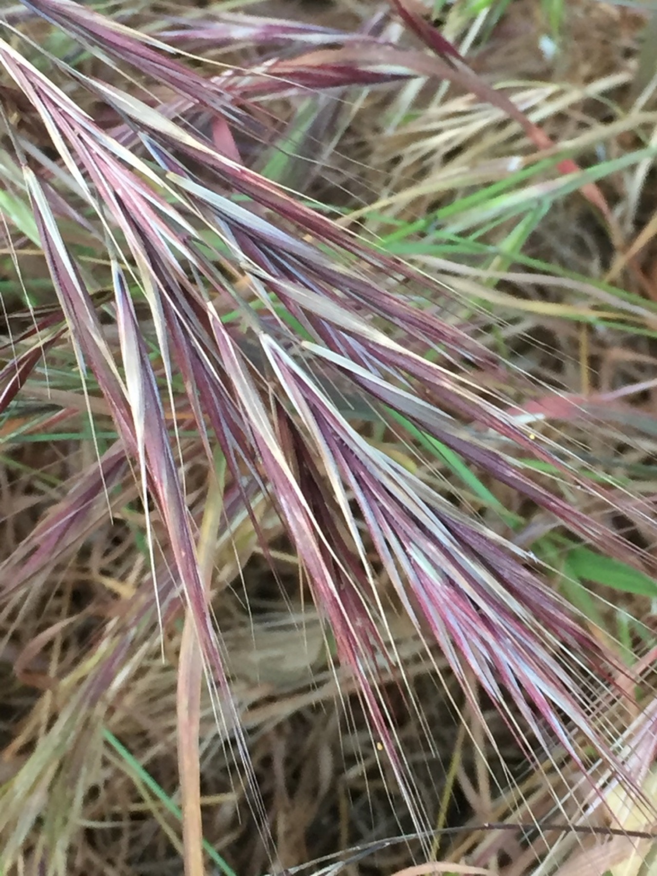 Red Brome — photo 13