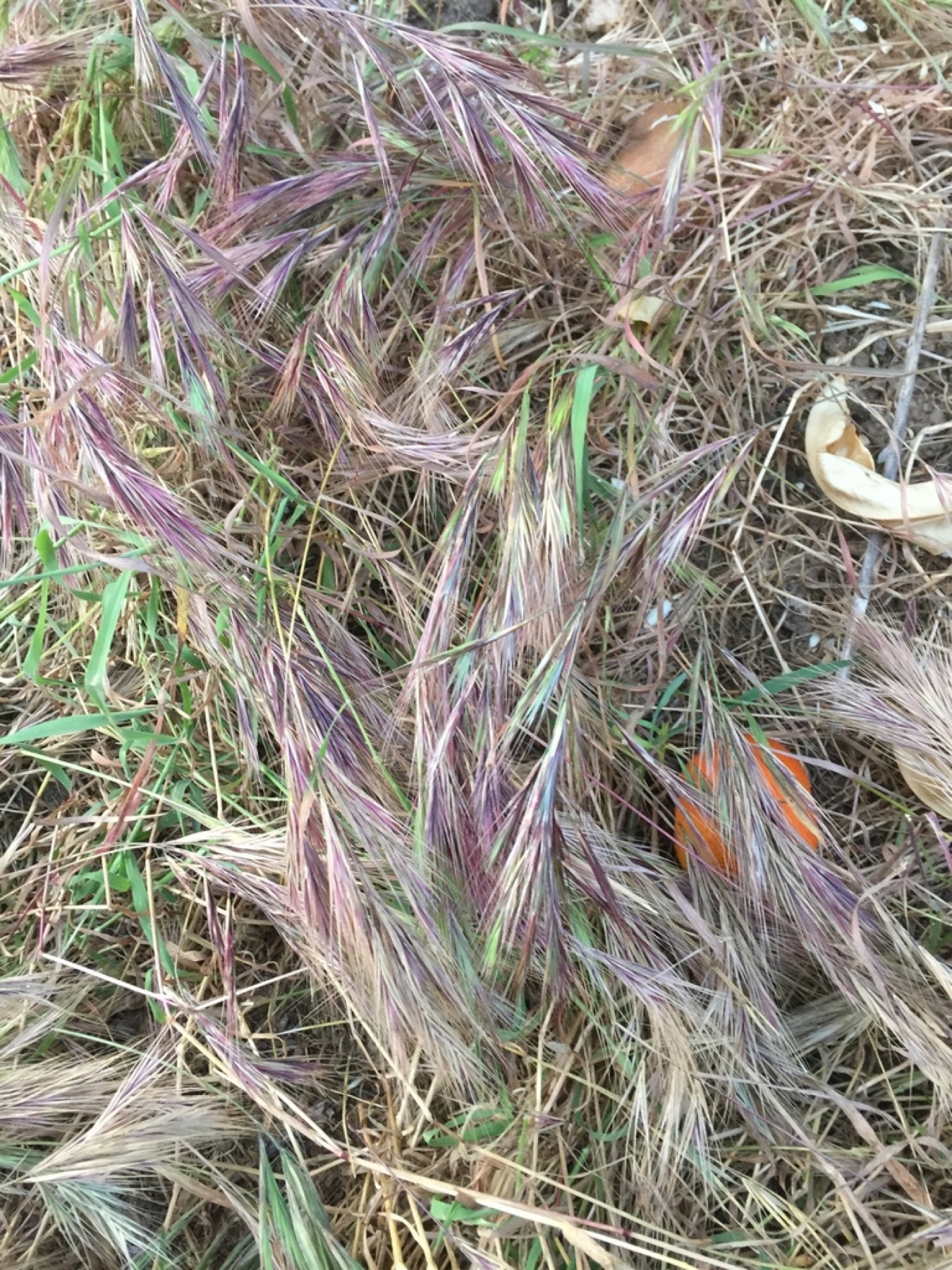 Red Brome — photo 14