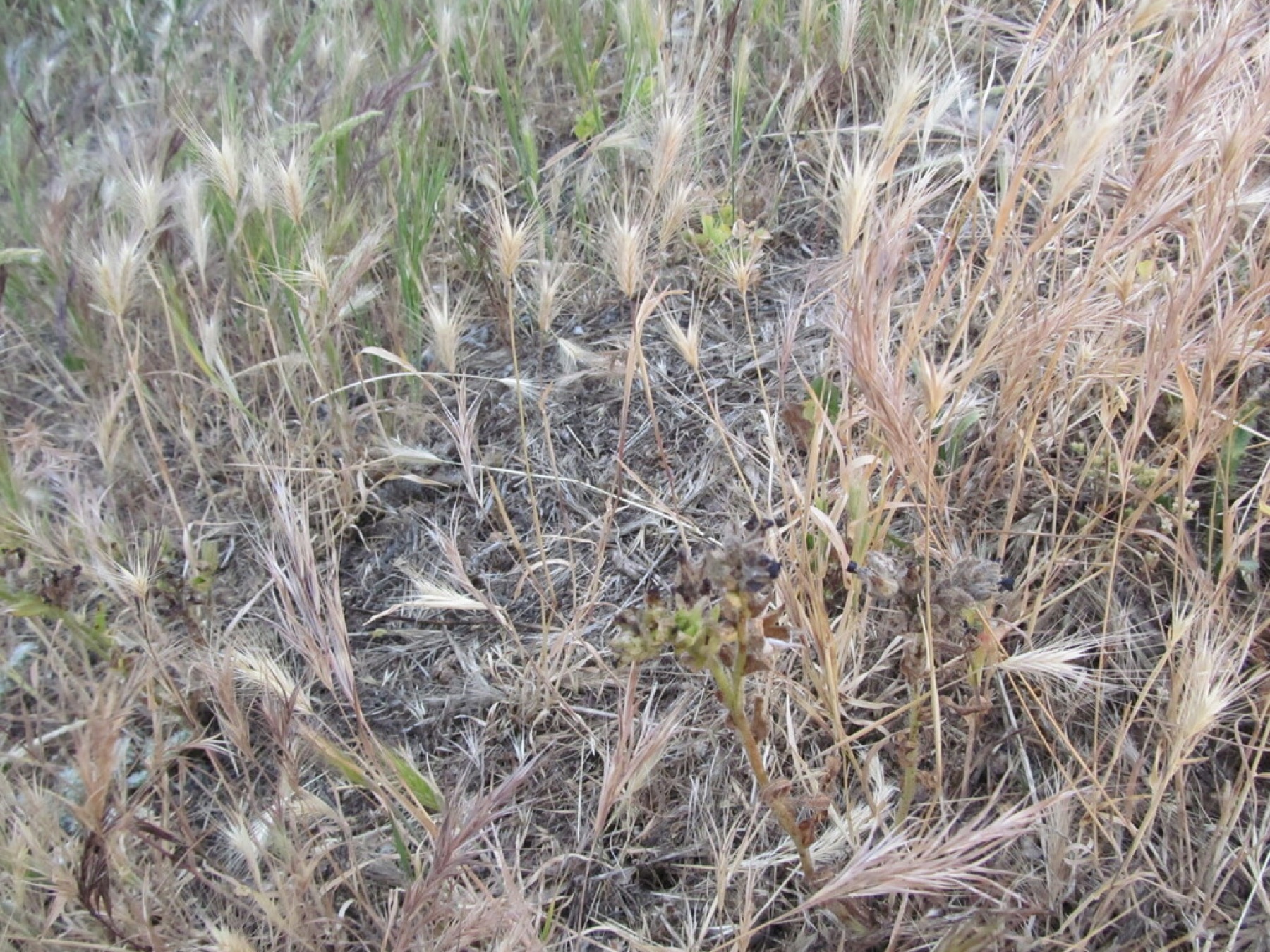 Red Brome — photo 15