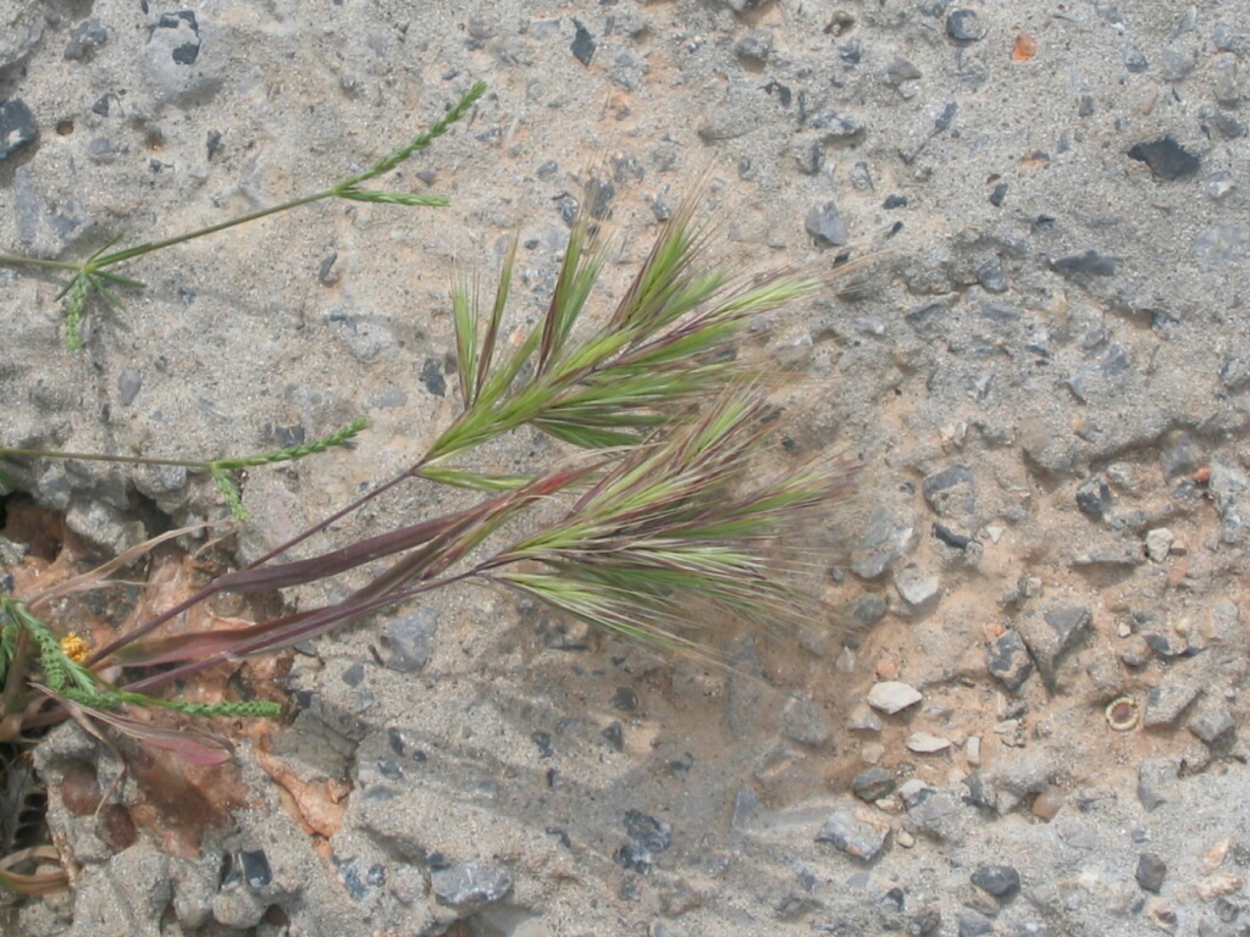 Red Brome — photo 16