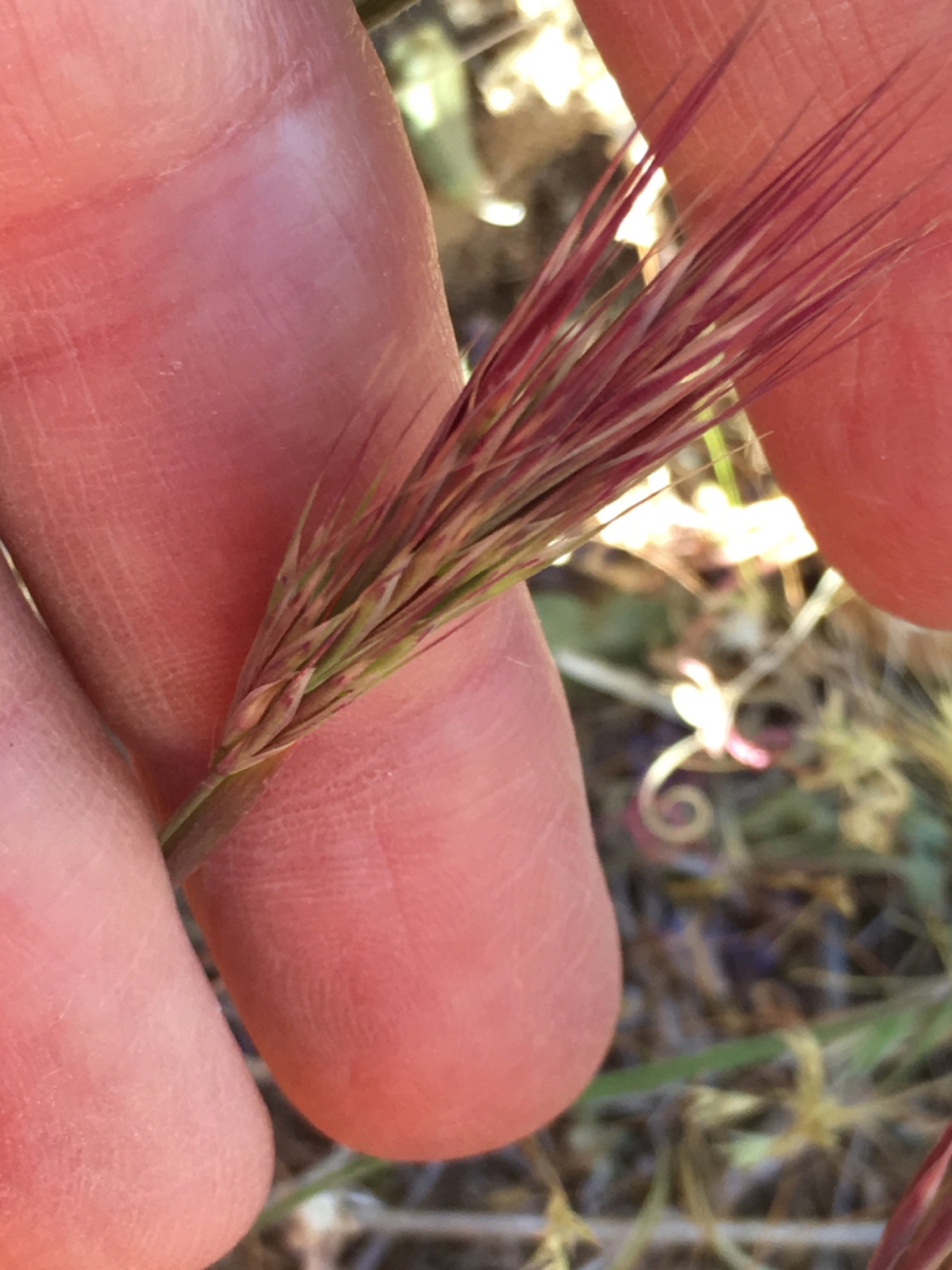 Red Brome — photo 17