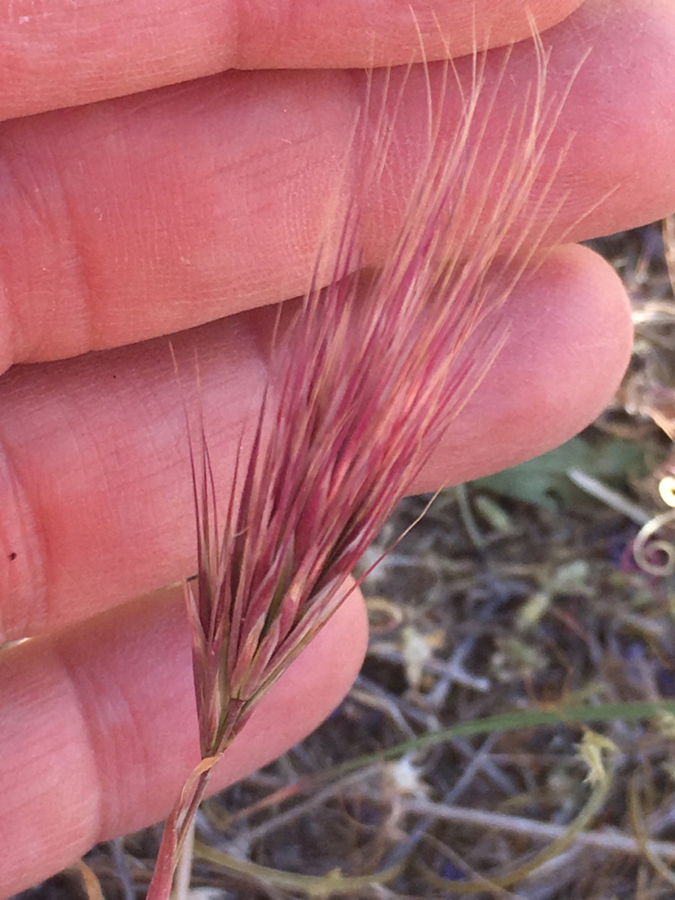 Red Brome — photo 18