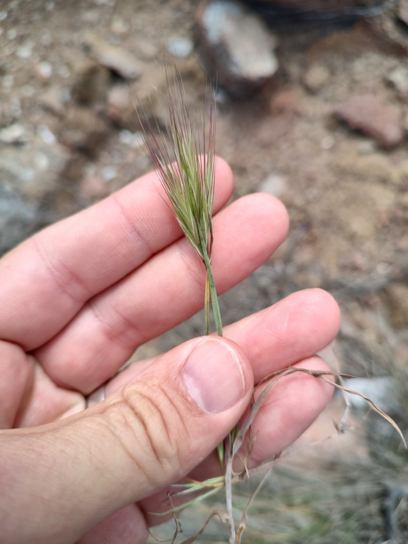 Red Brome — photo 19