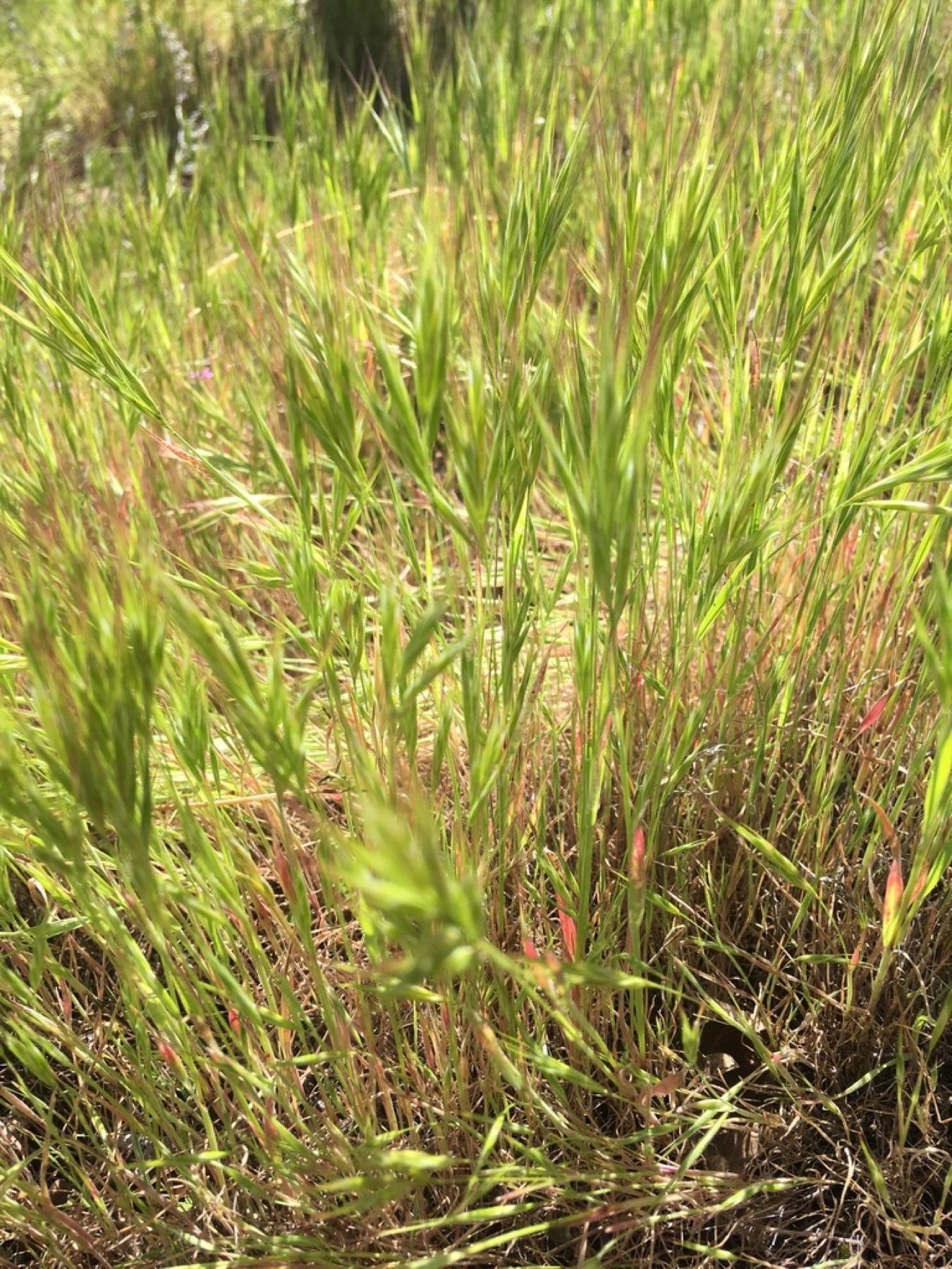Red Brome — photo 20