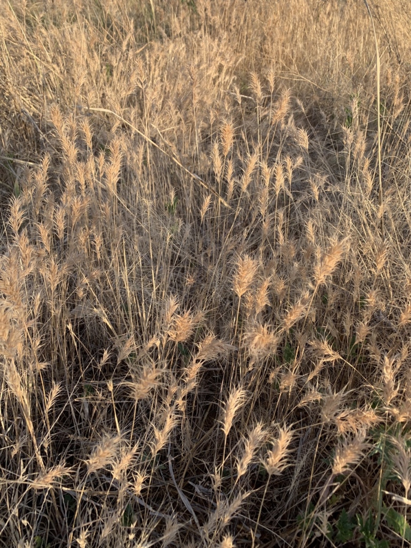 Red Brome — photo 21