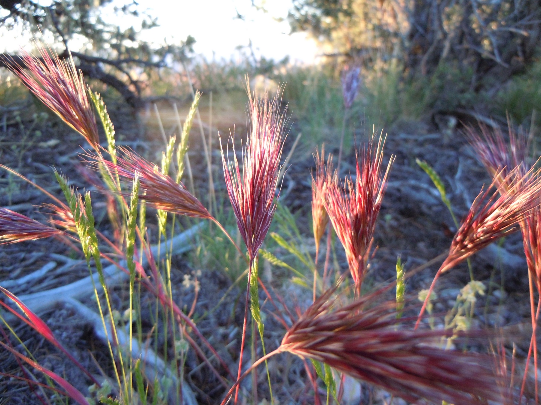 Red Brome — photo 23
