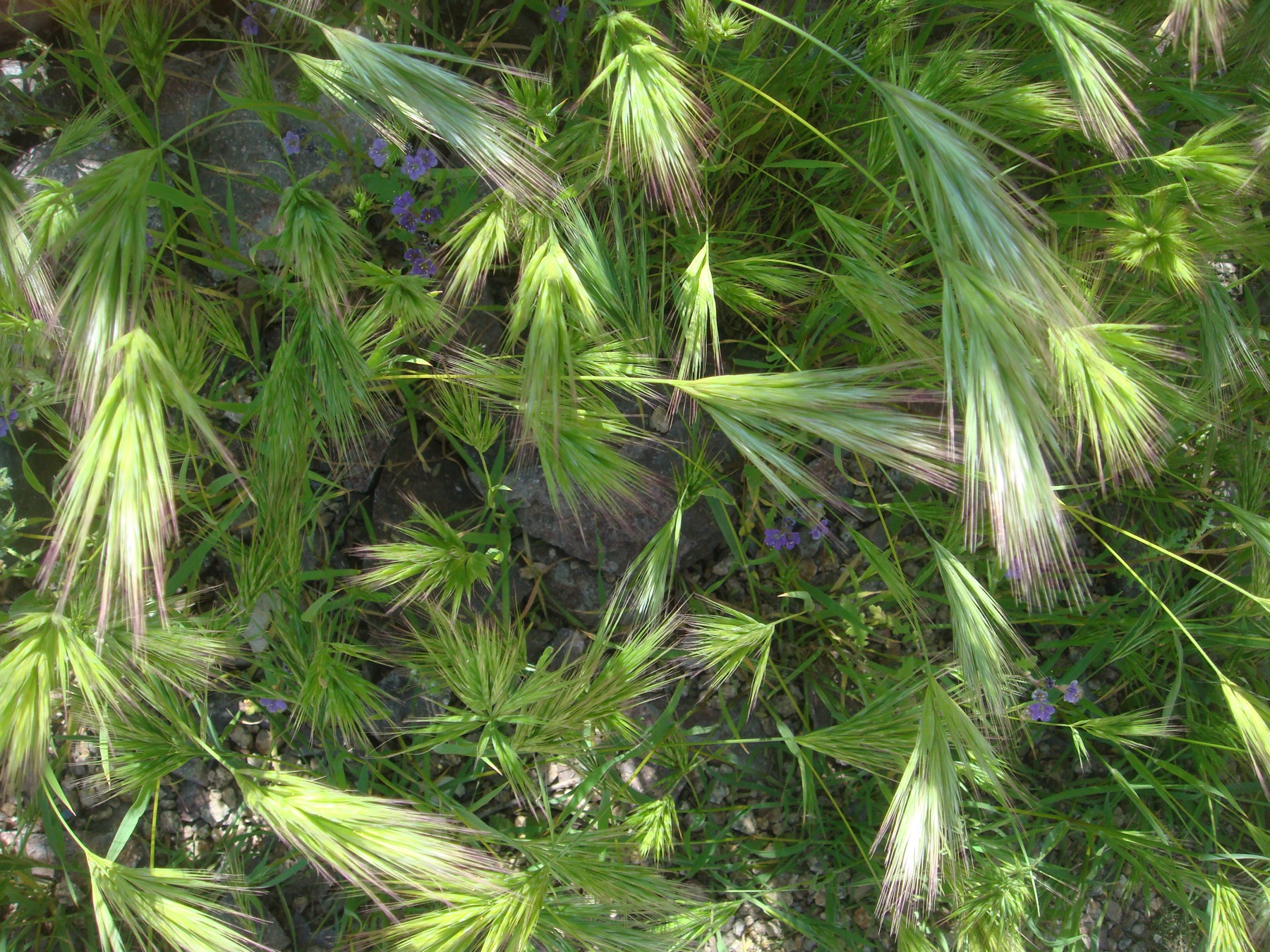 Red Brome — photo 24