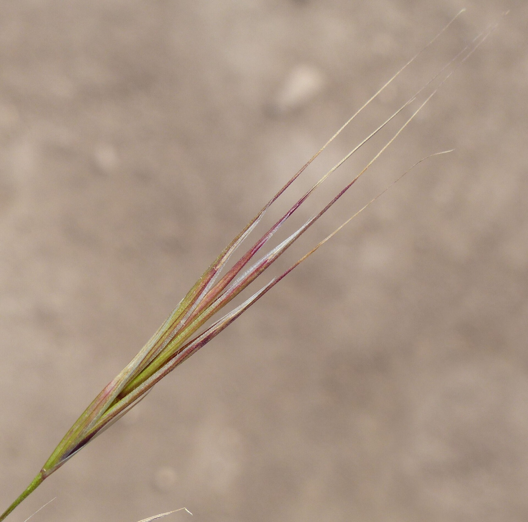 Red Brome
