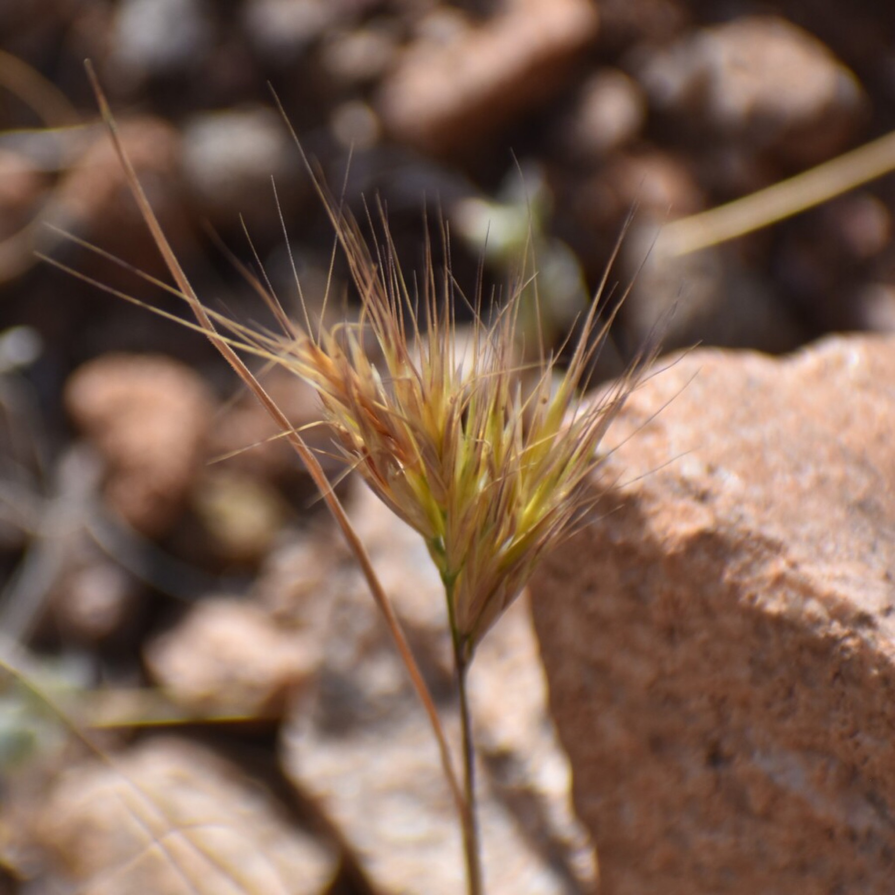 Red Brome — photo 2