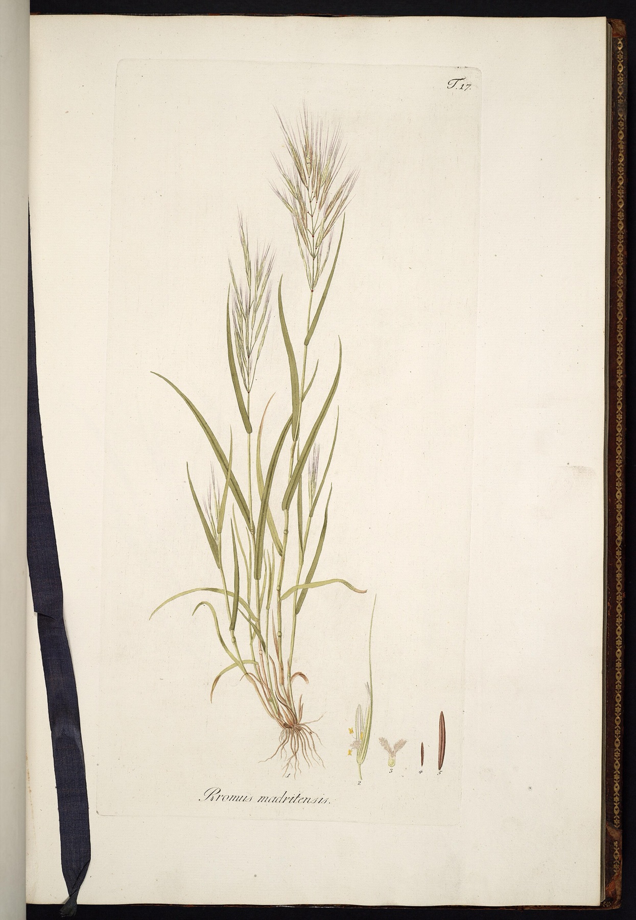 Red Brome — photo 3