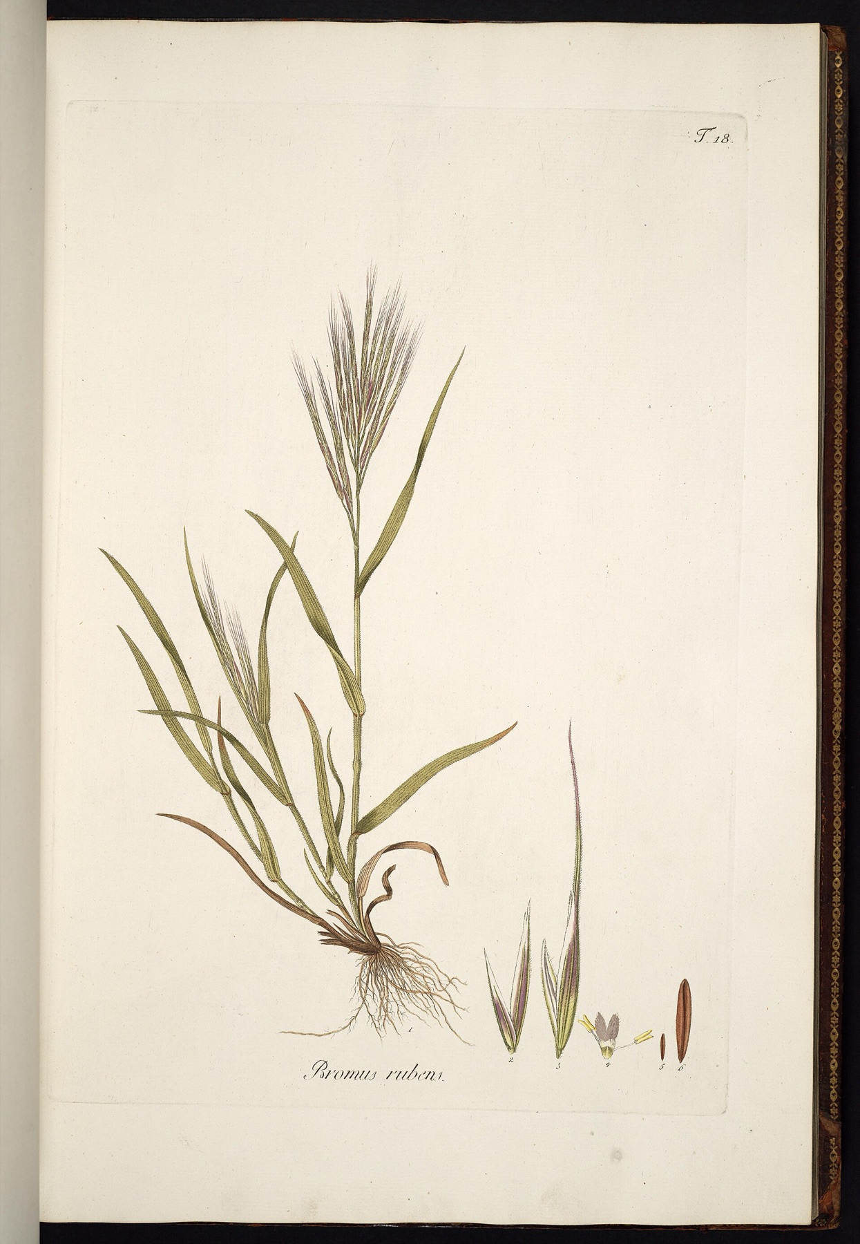 Red Brome — photo 4