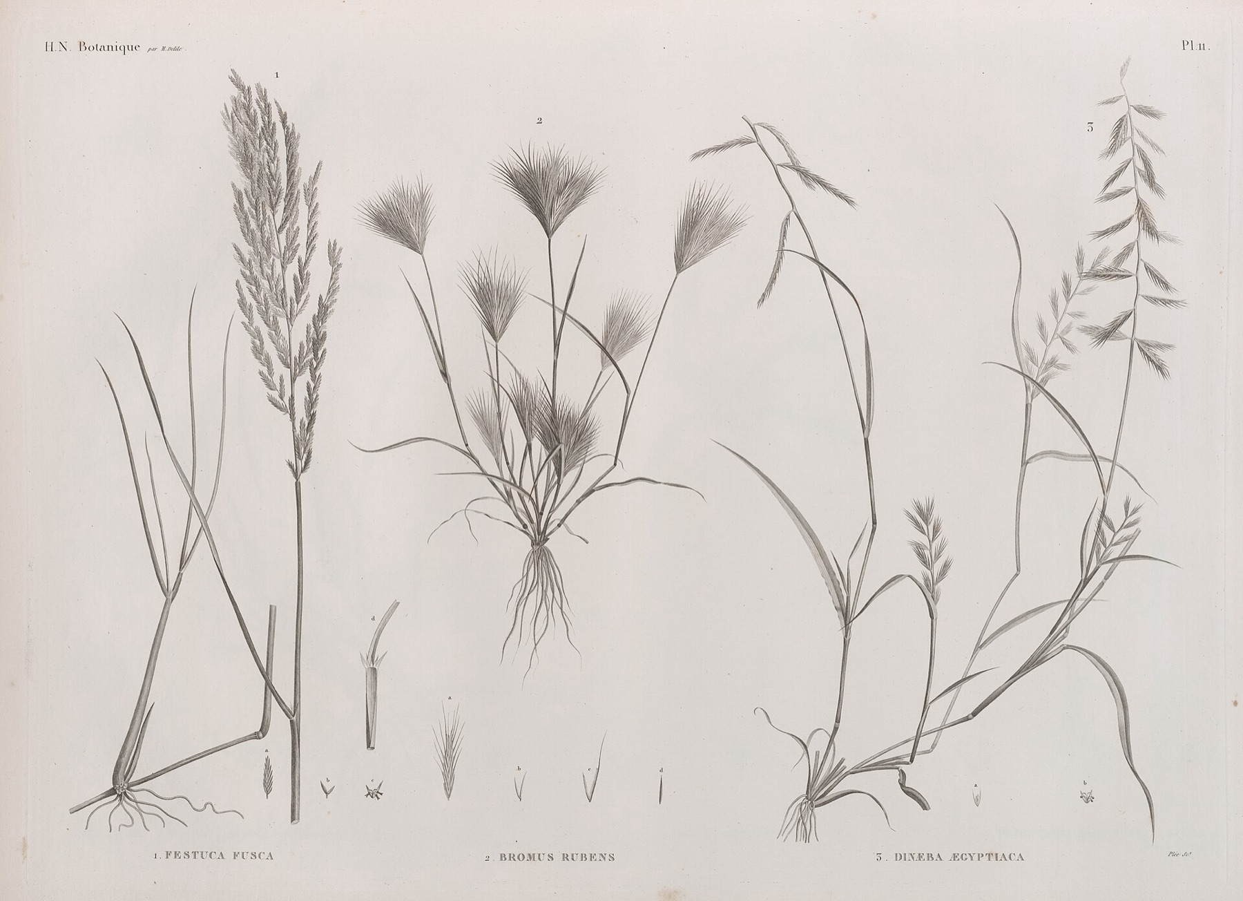 Red Brome — photo 5