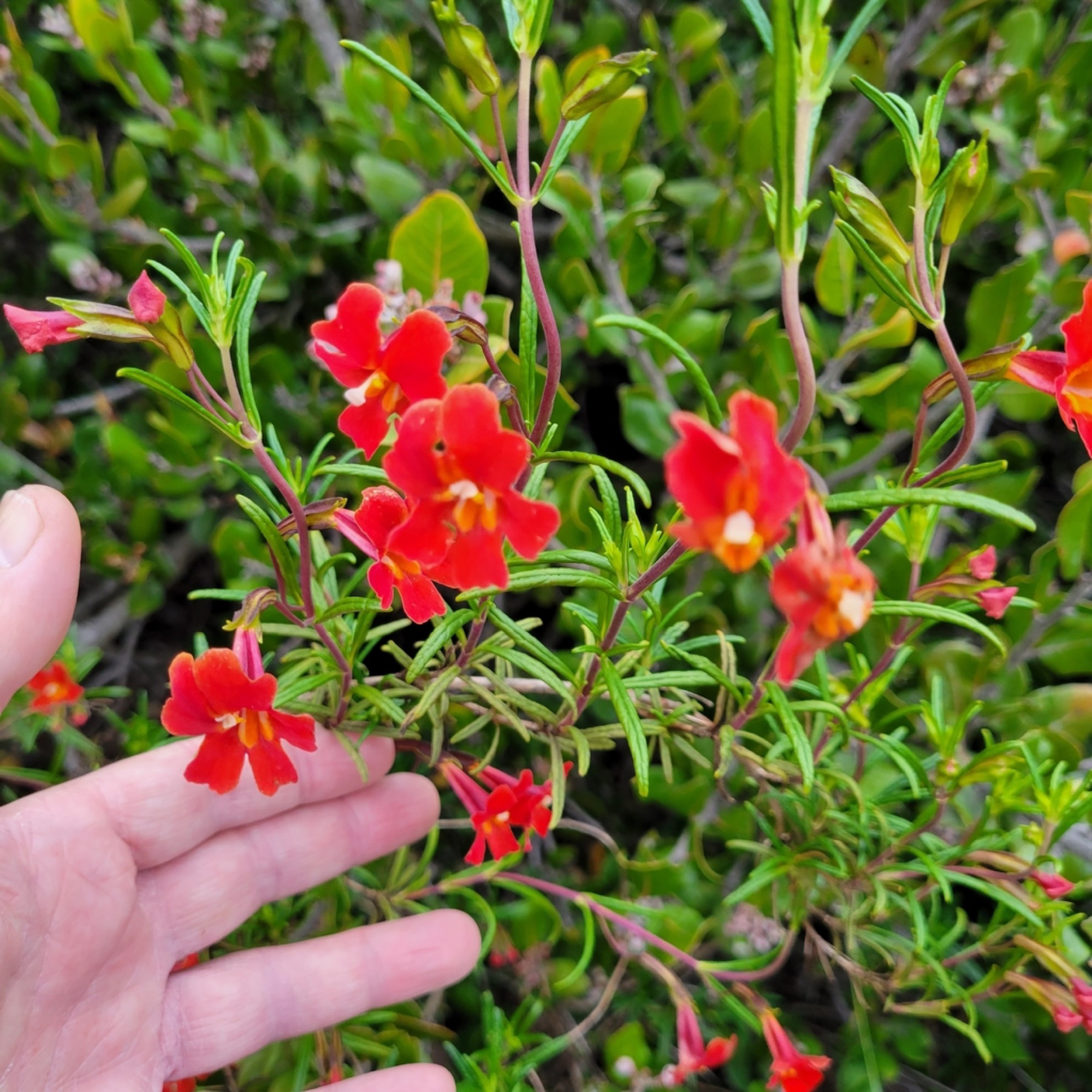 Red Bush Monkeyflower — photo 6