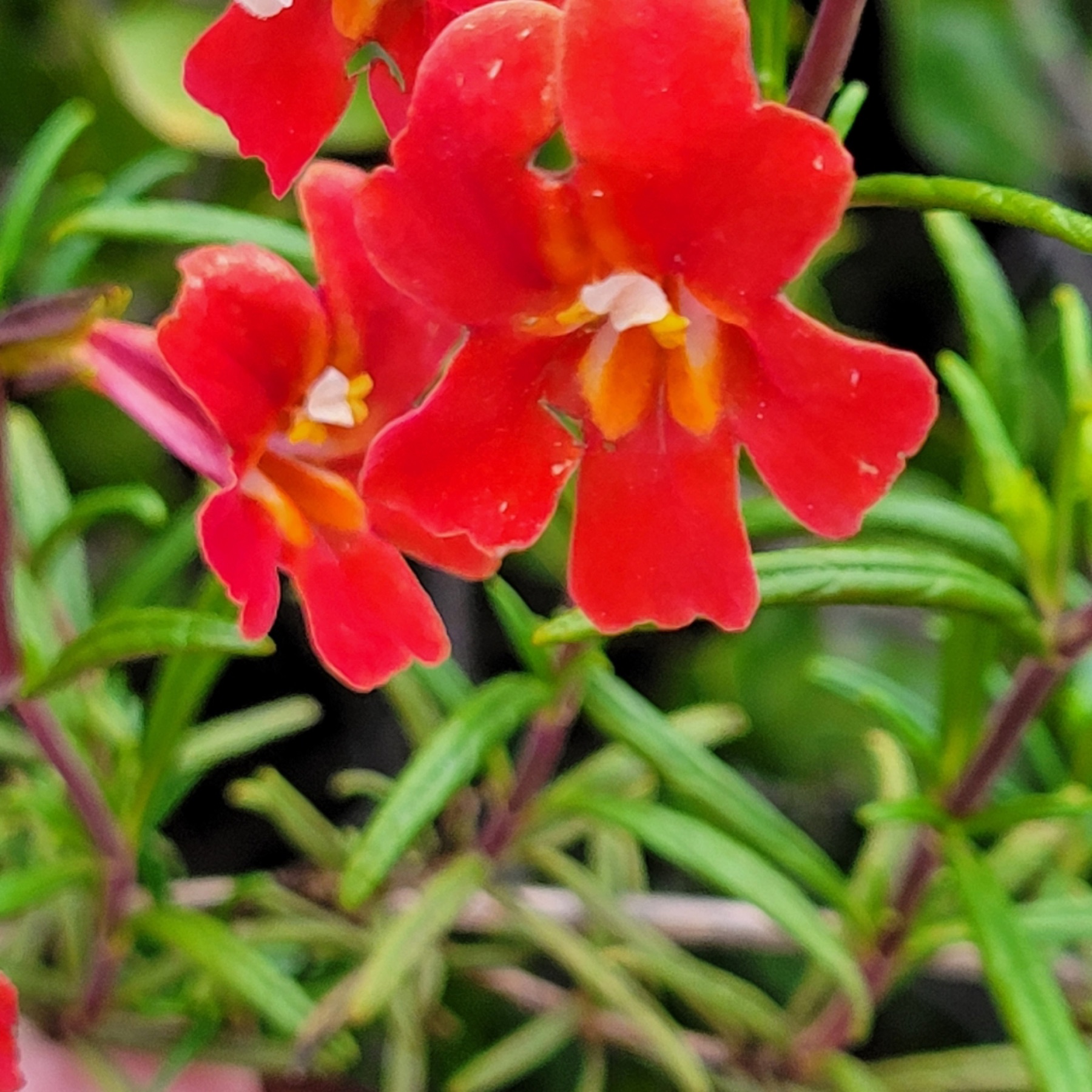 Red Bush Monkeyflower — photo 7