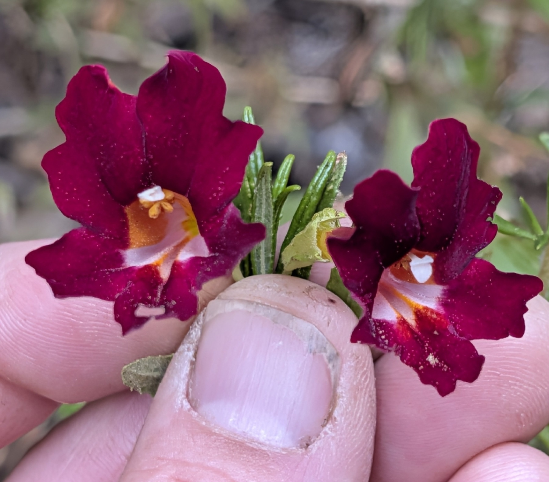 Red Bush Monkeyflower — photo 8