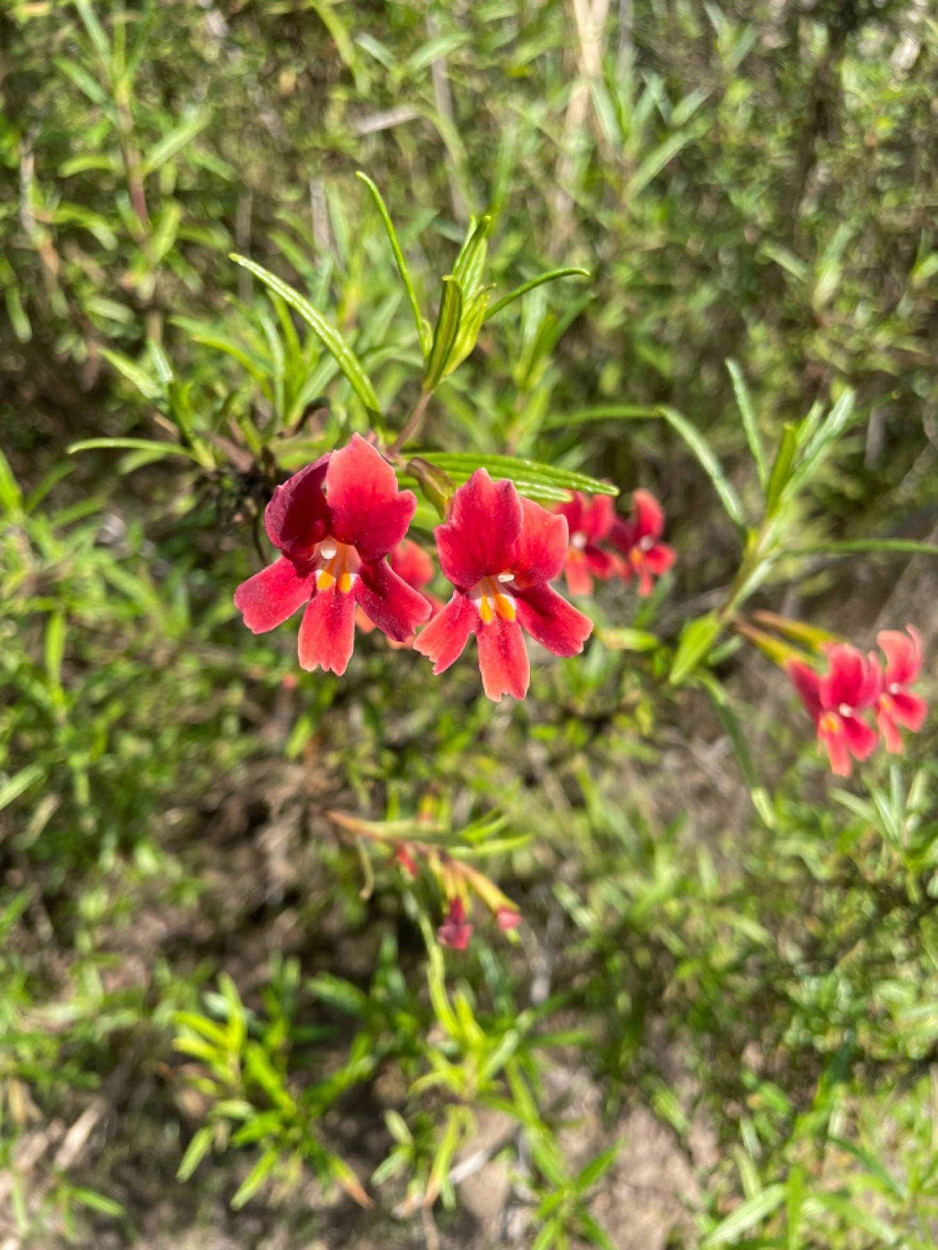 Red Bush Monkeyflower — photo 9