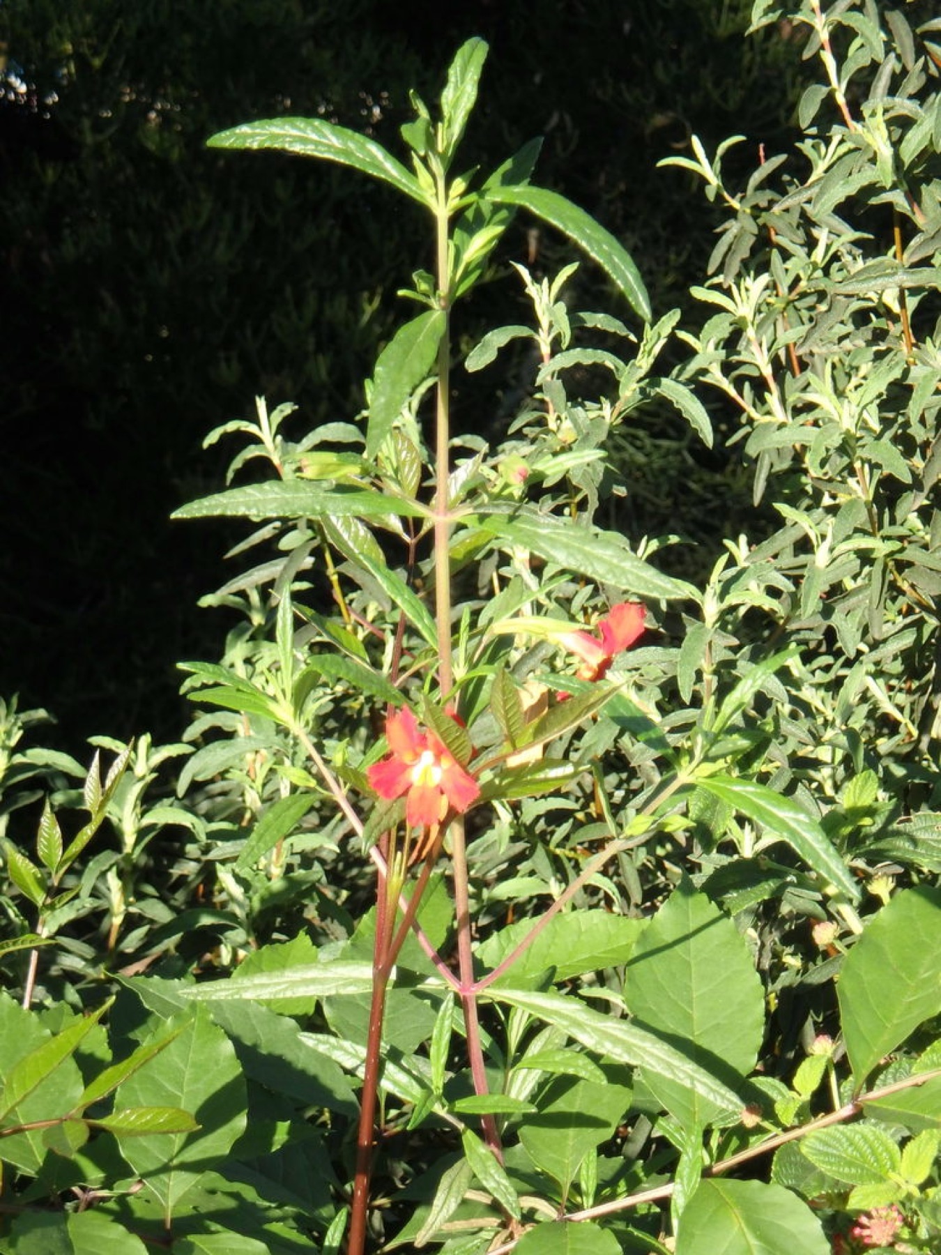 Red Bush Monkeyflower — photo 10