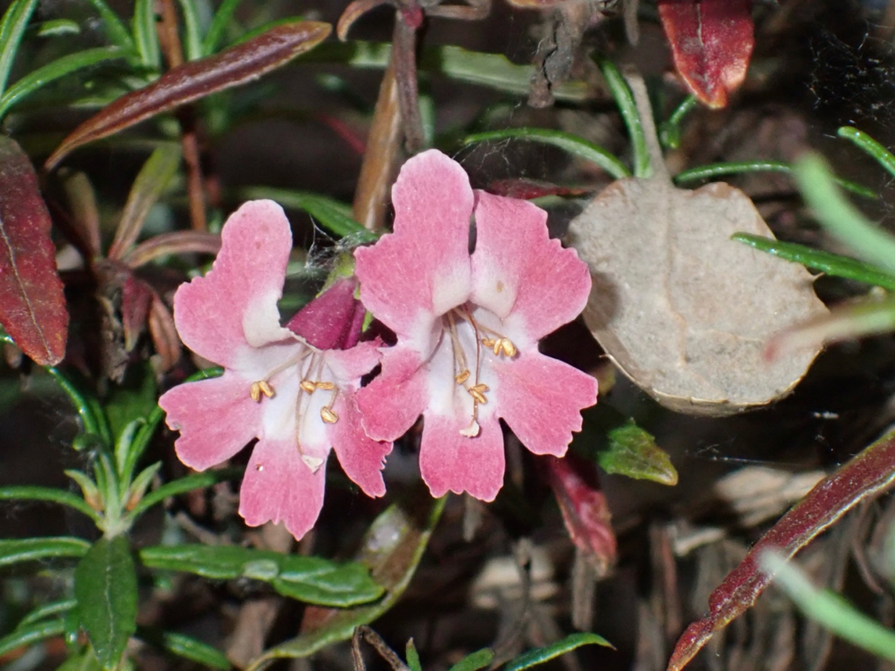 Red Bush Monkeyflower — photo 11