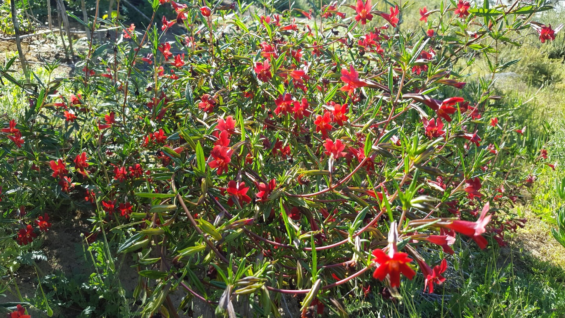 Red Bush Monkeyflower — photo 12