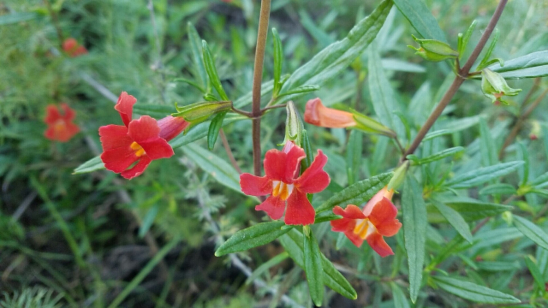 Red Bush Monkeyflower — photo 13
