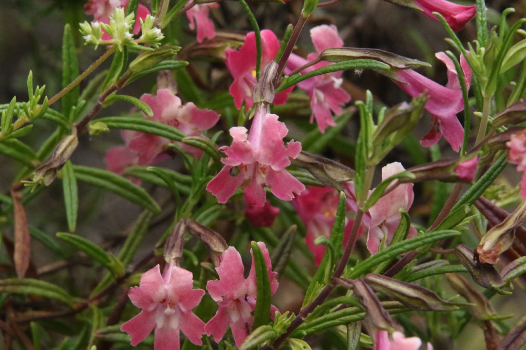 Red Bush Monkeyflower — photo 14