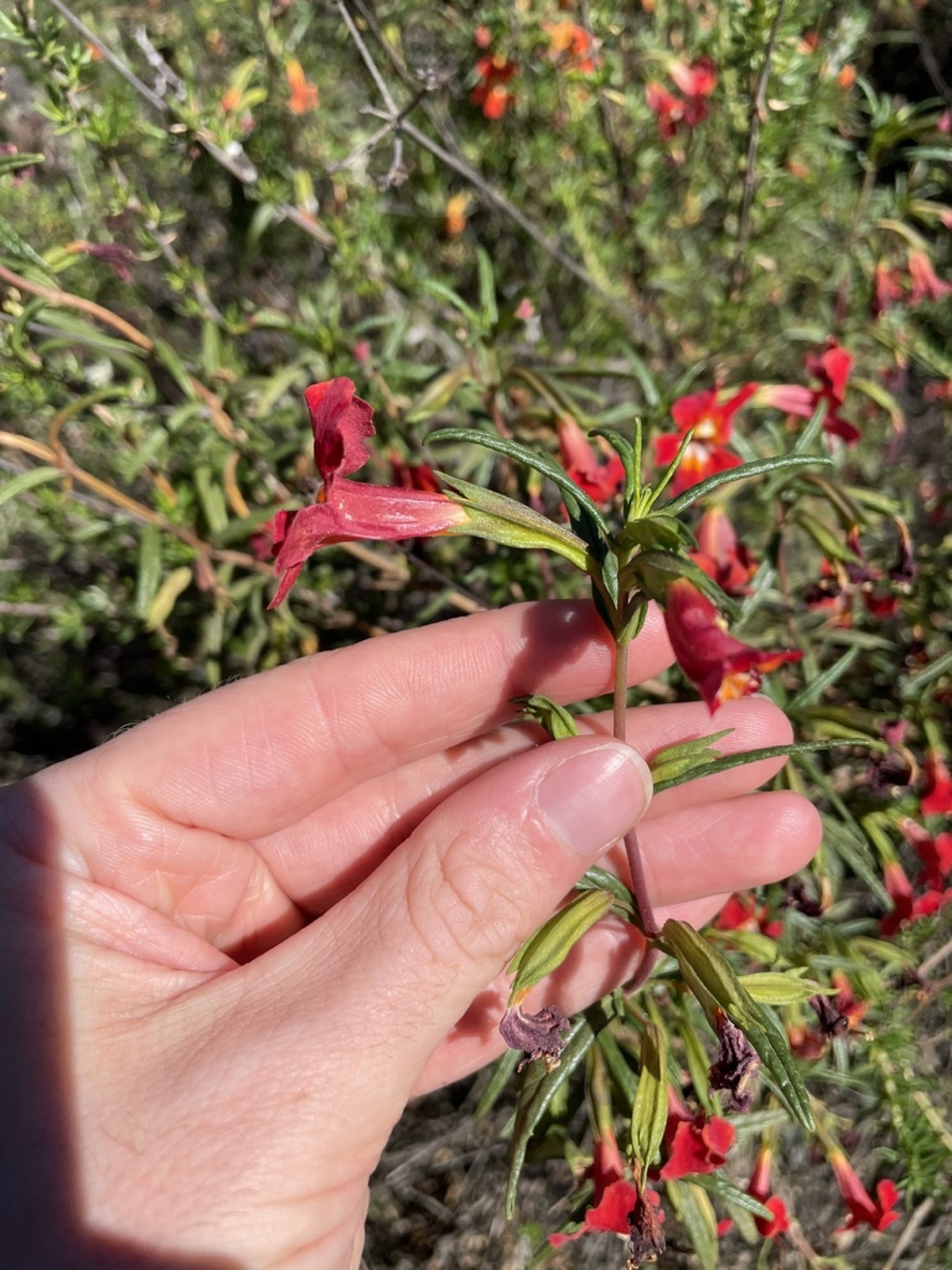 Red Bush Monkeyflower — photo 15