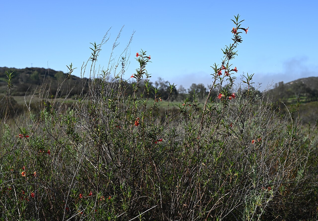 Red Bush Monkeyflower — photo 17