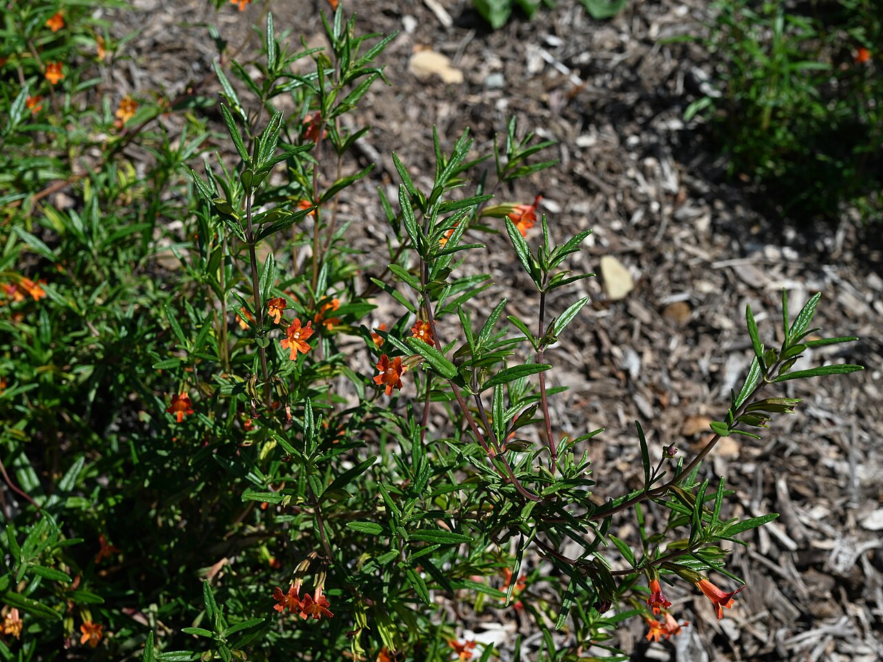 Red Bush Monkeyflower — photo 18