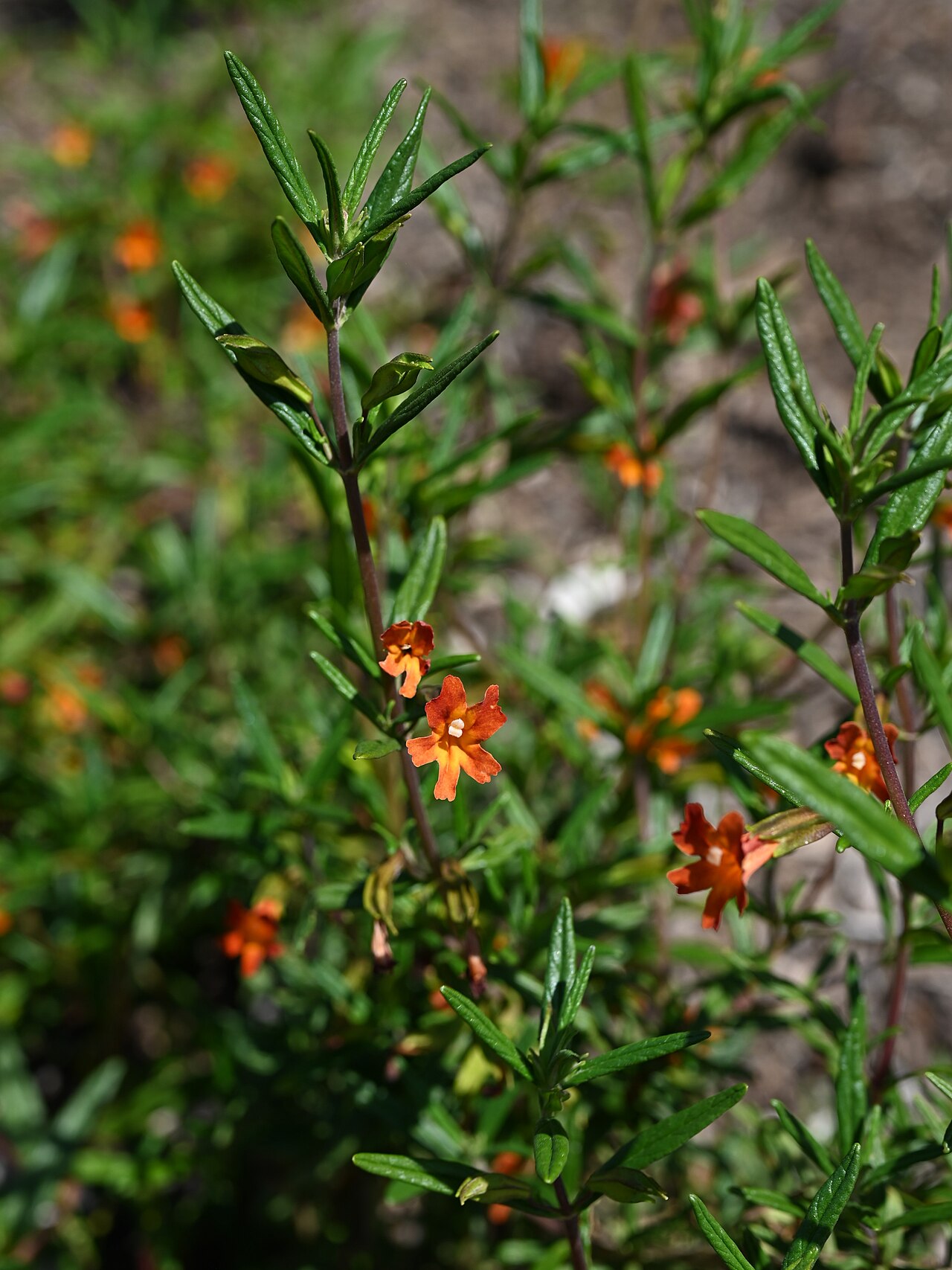 Red Bush Monkeyflower — photo 19