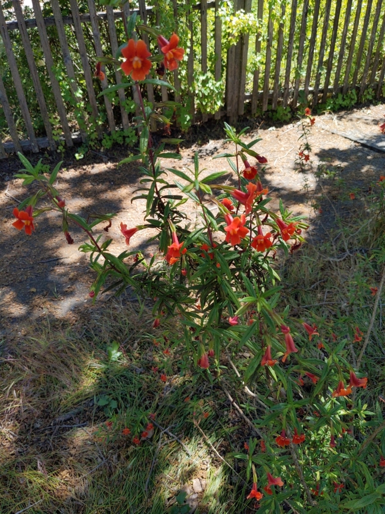 Red Bush Monkeyflower