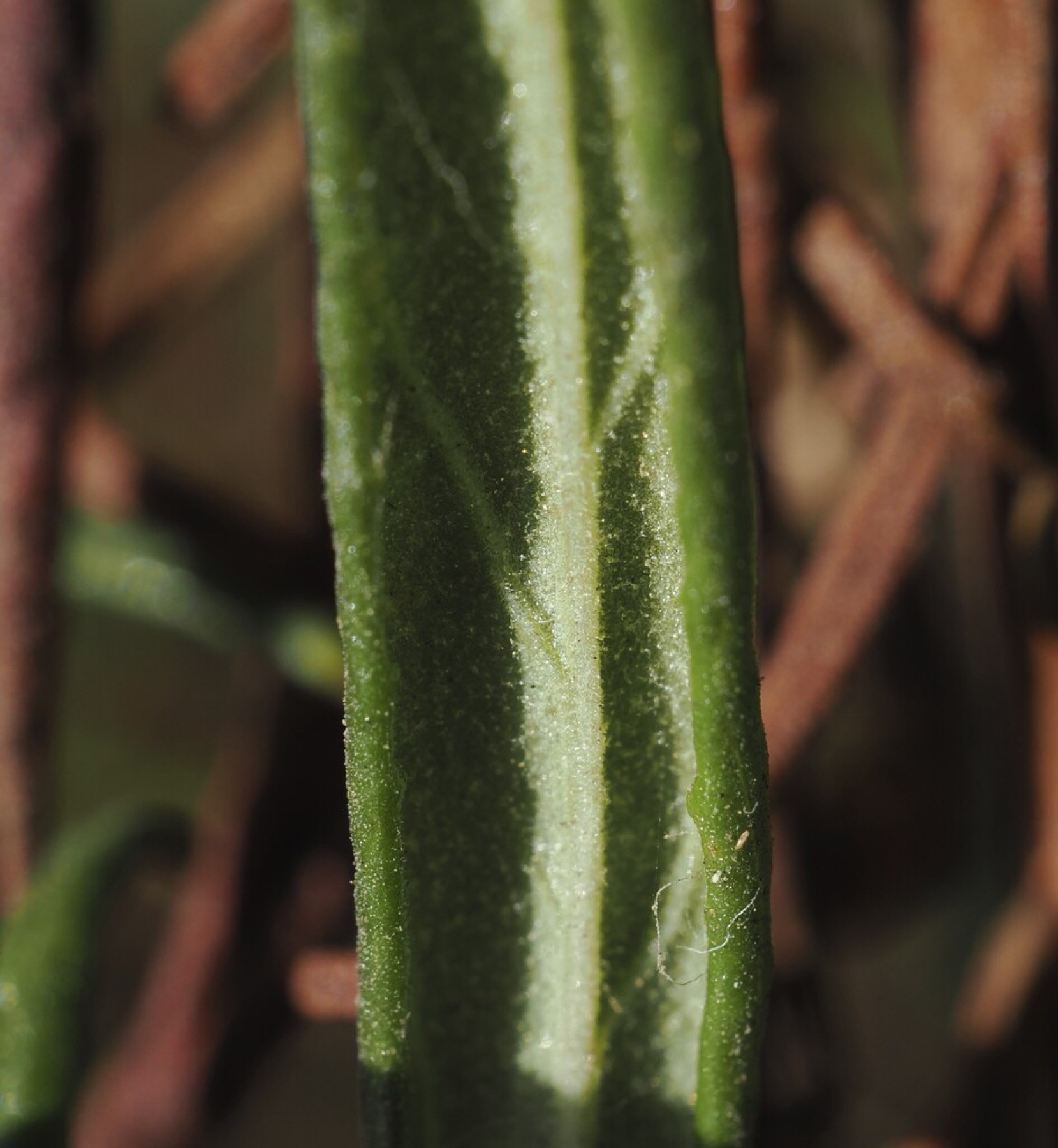 Red Bush Monkeyflower — photo 2