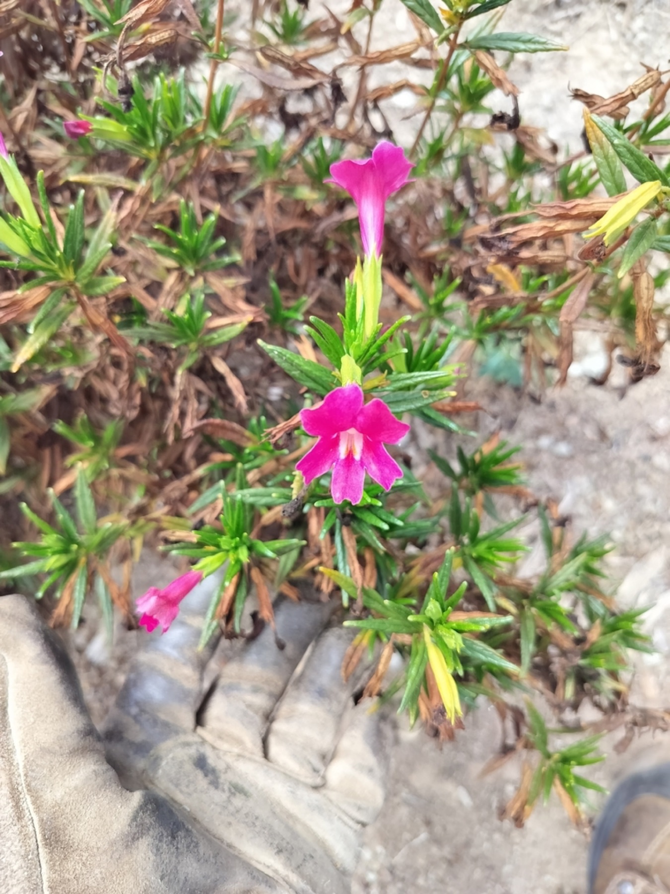 Red Bush Monkeyflower — photo 3