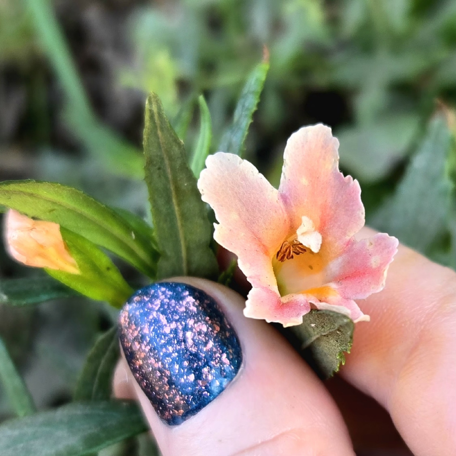 Red Bush Monkeyflower — photo 4