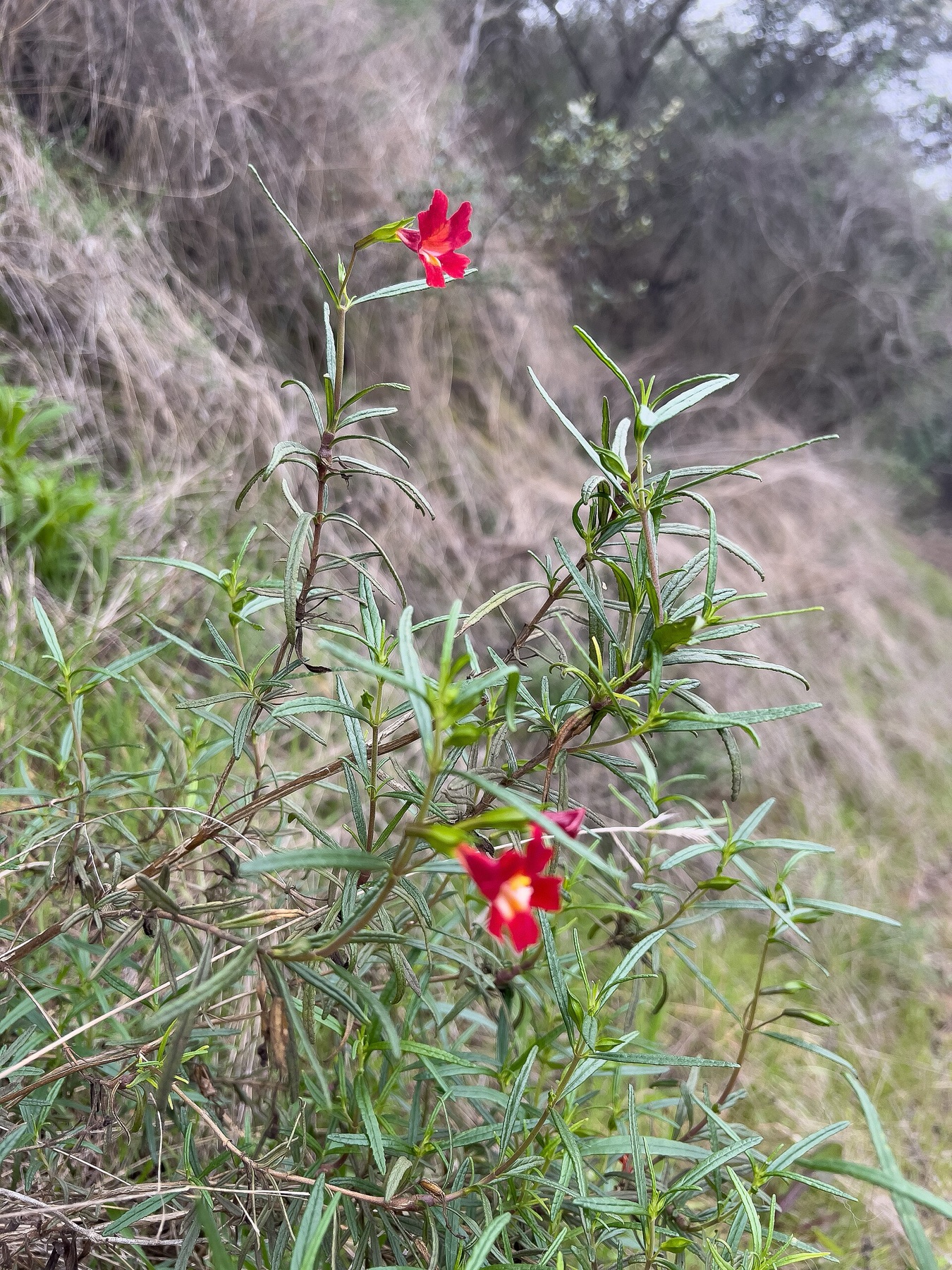 Red Bush Monkeyflower — photo 5