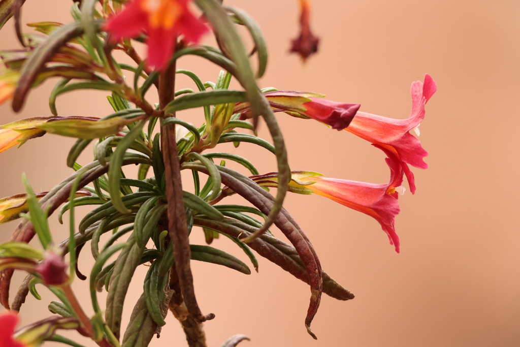 Red Bush Monkeyflower — photo 16